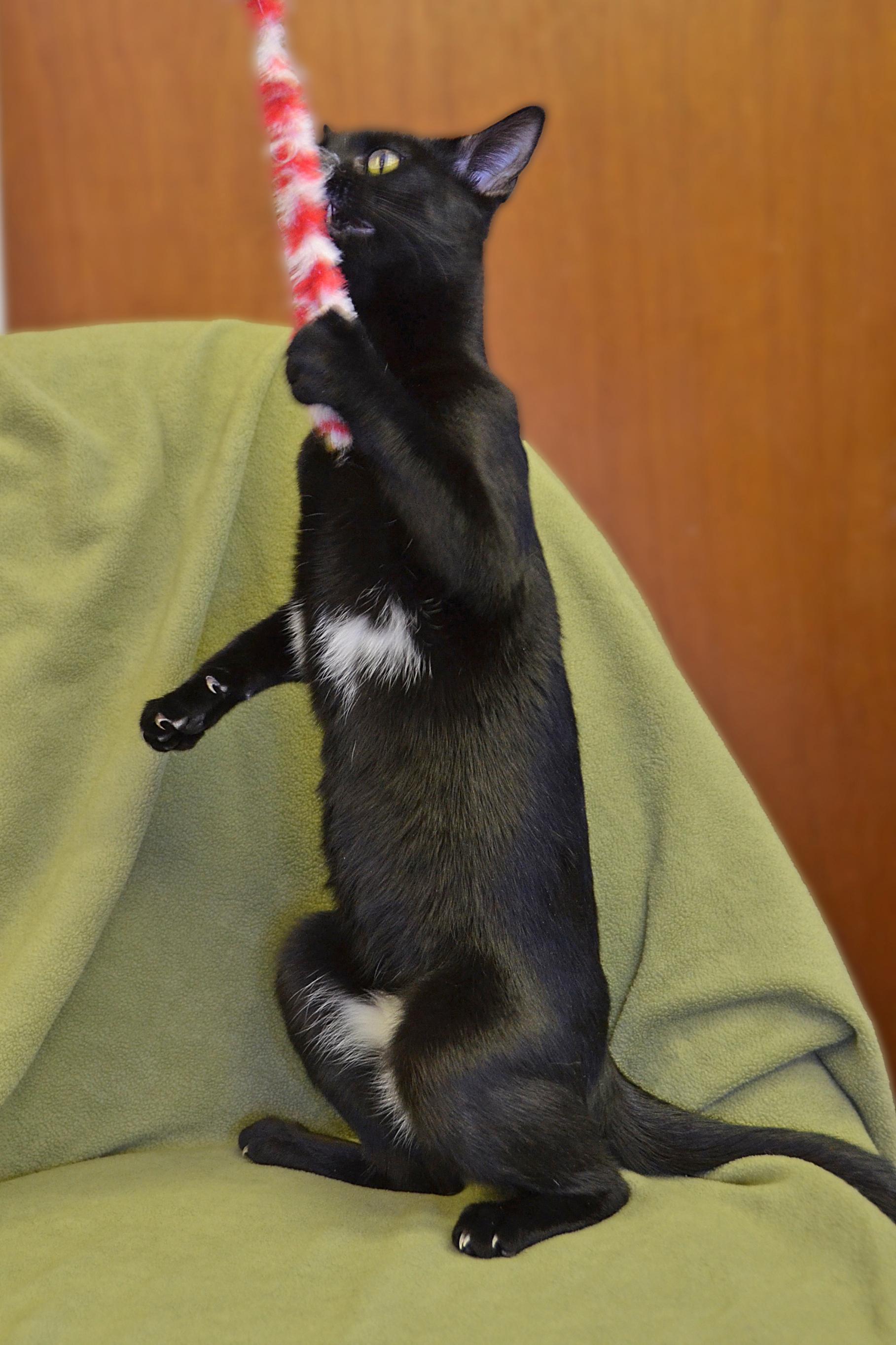 Enlarge Halo, a Adoptable Domestic Short Hair in Kansas City, MO image 1/2