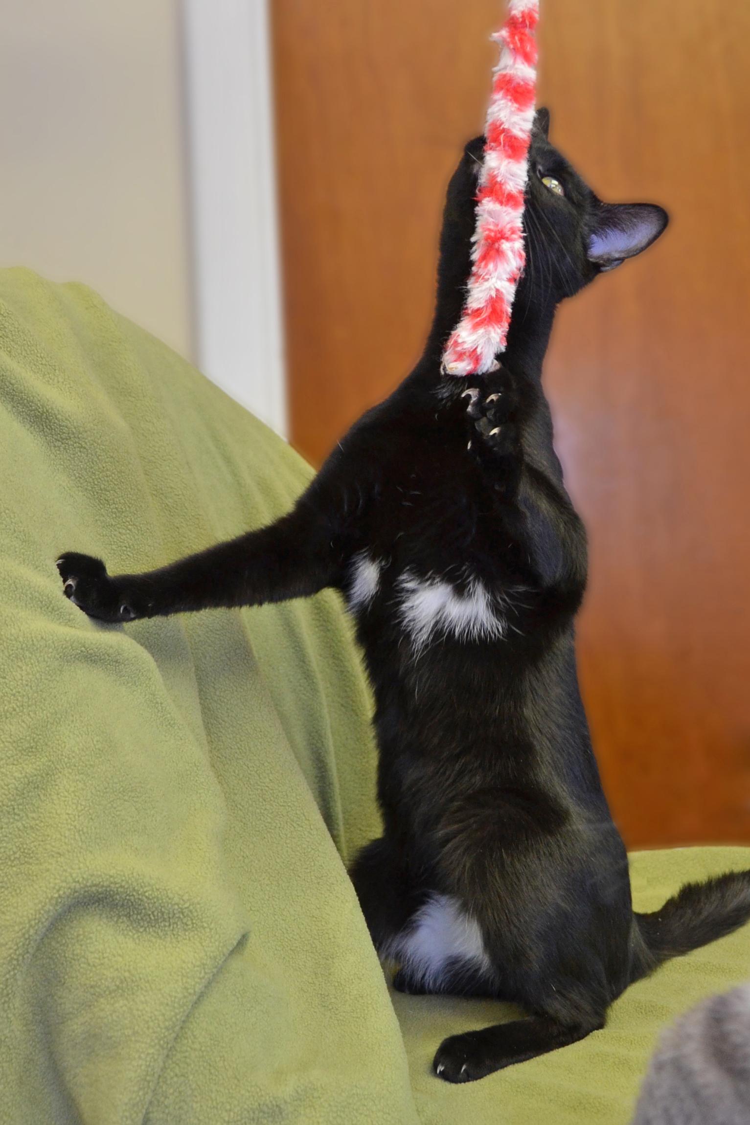 Enlarge Halo, a Adoptable Domestic Short Hair in Kansas City, MO image 2/2