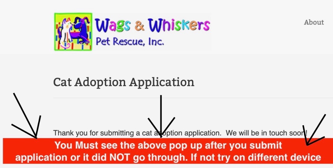 Enlarge Mamma Sparrow, a Adoptable mixed breed in Saint Augustine, FL image 1/4