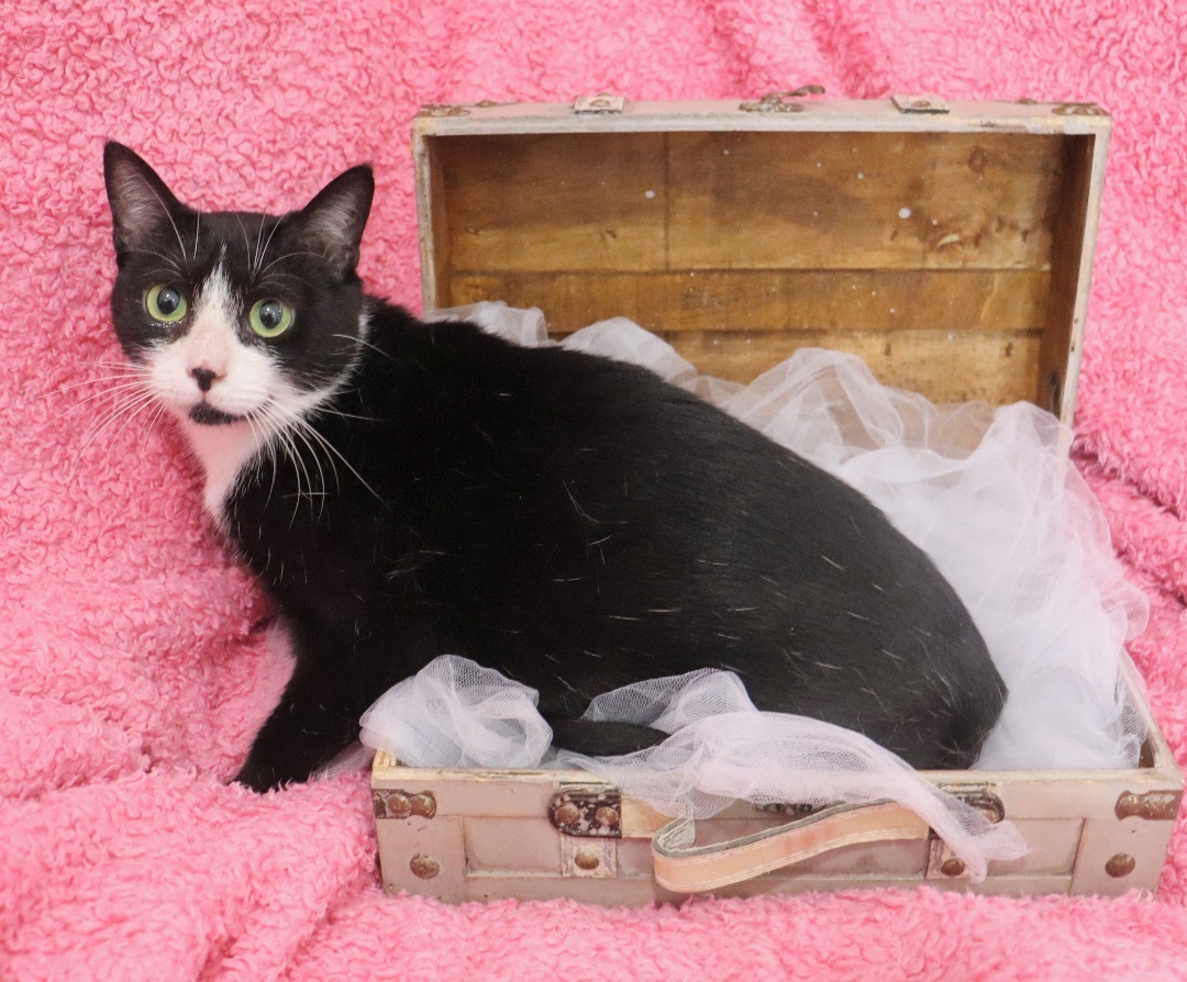 Enlarge Mamma Sparrow, a Adoptable mixed breed in Saint Augustine, FL image 2/4