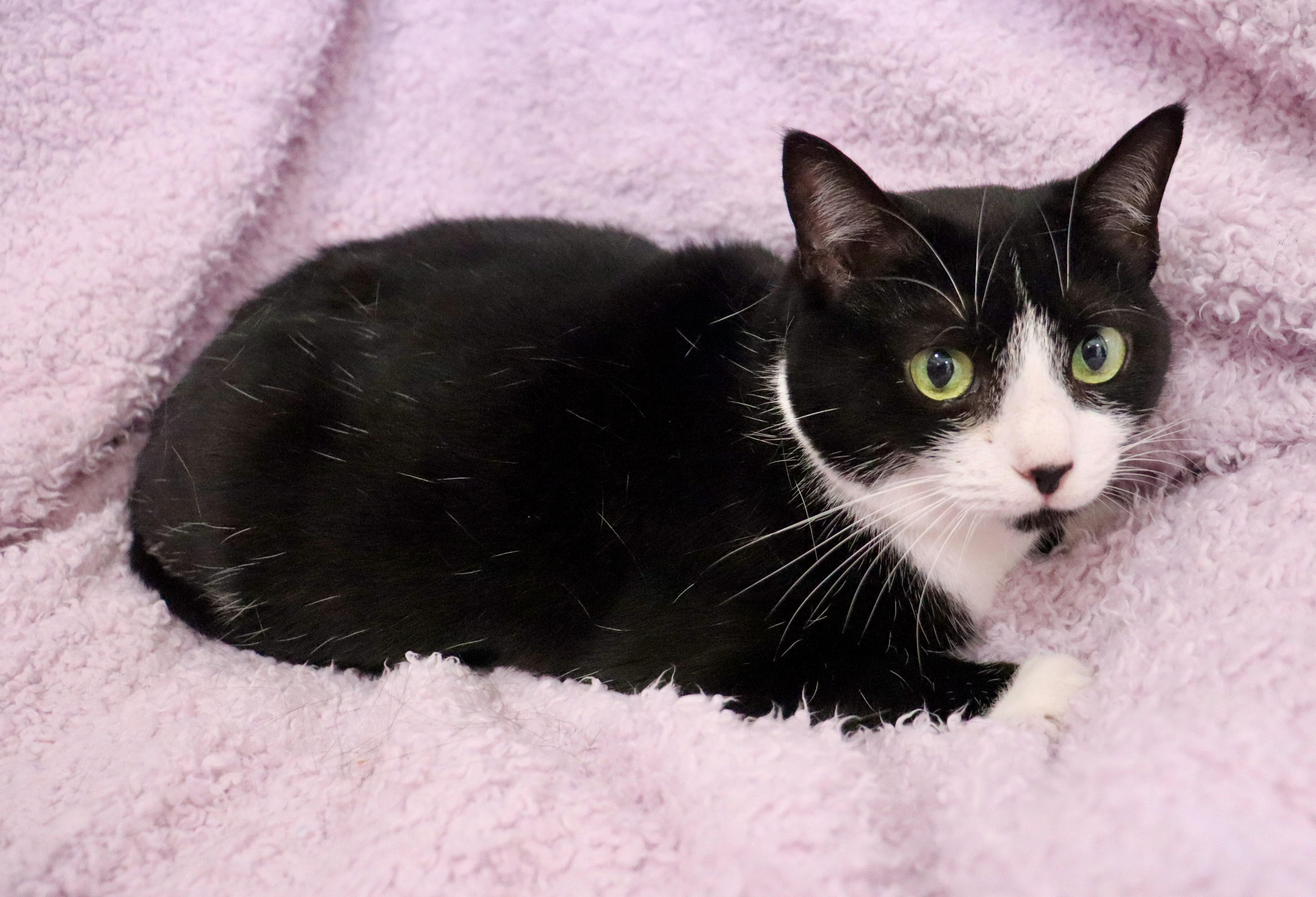 Enlarge Mamma Sparrow, a Adoptable mixed breed in Saint Augustine, FL image 4/5