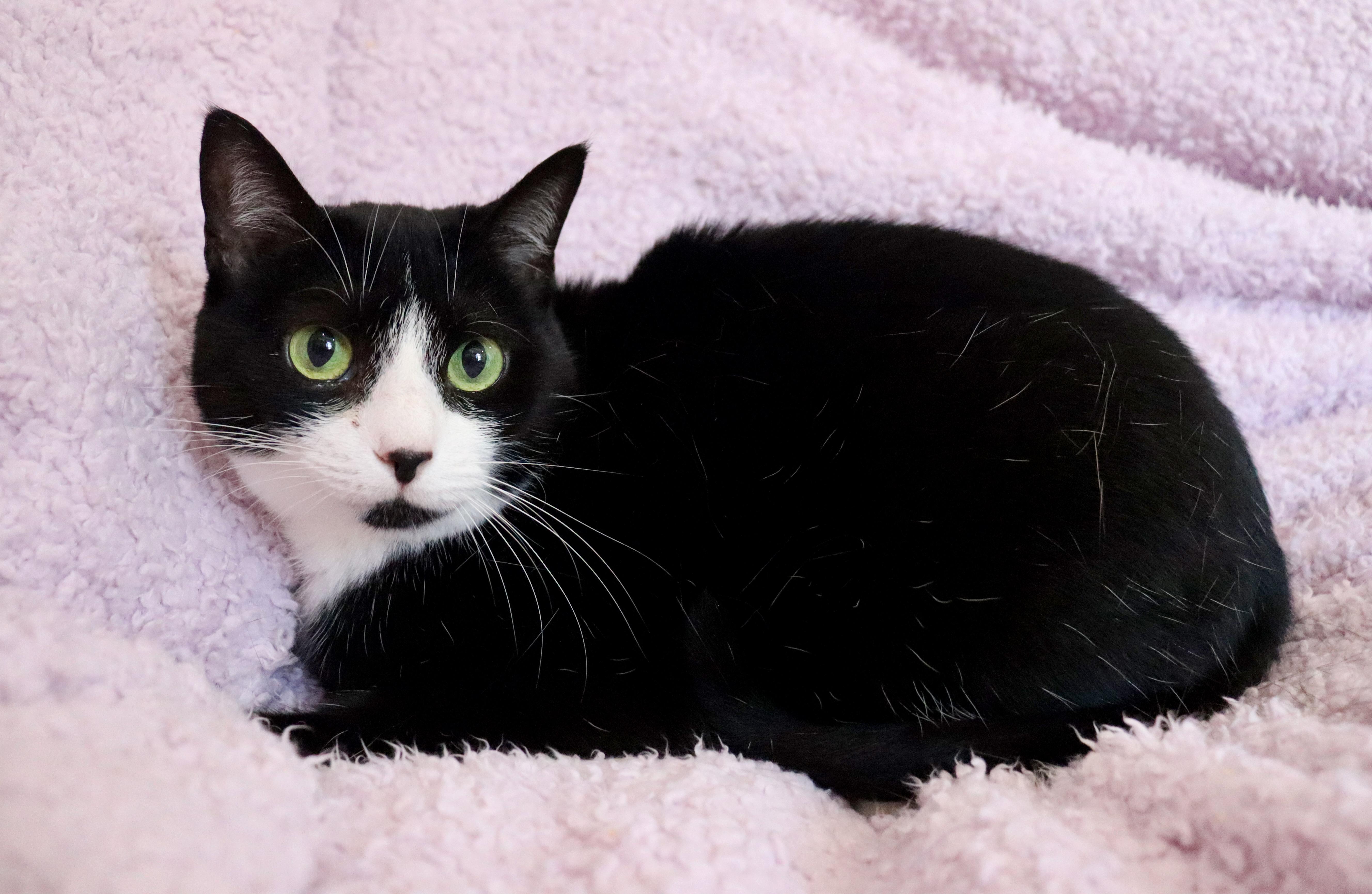 Enlarge Mamma Sparrow, a Adoptable mixed breed in Saint Augustine, FL image 3/5