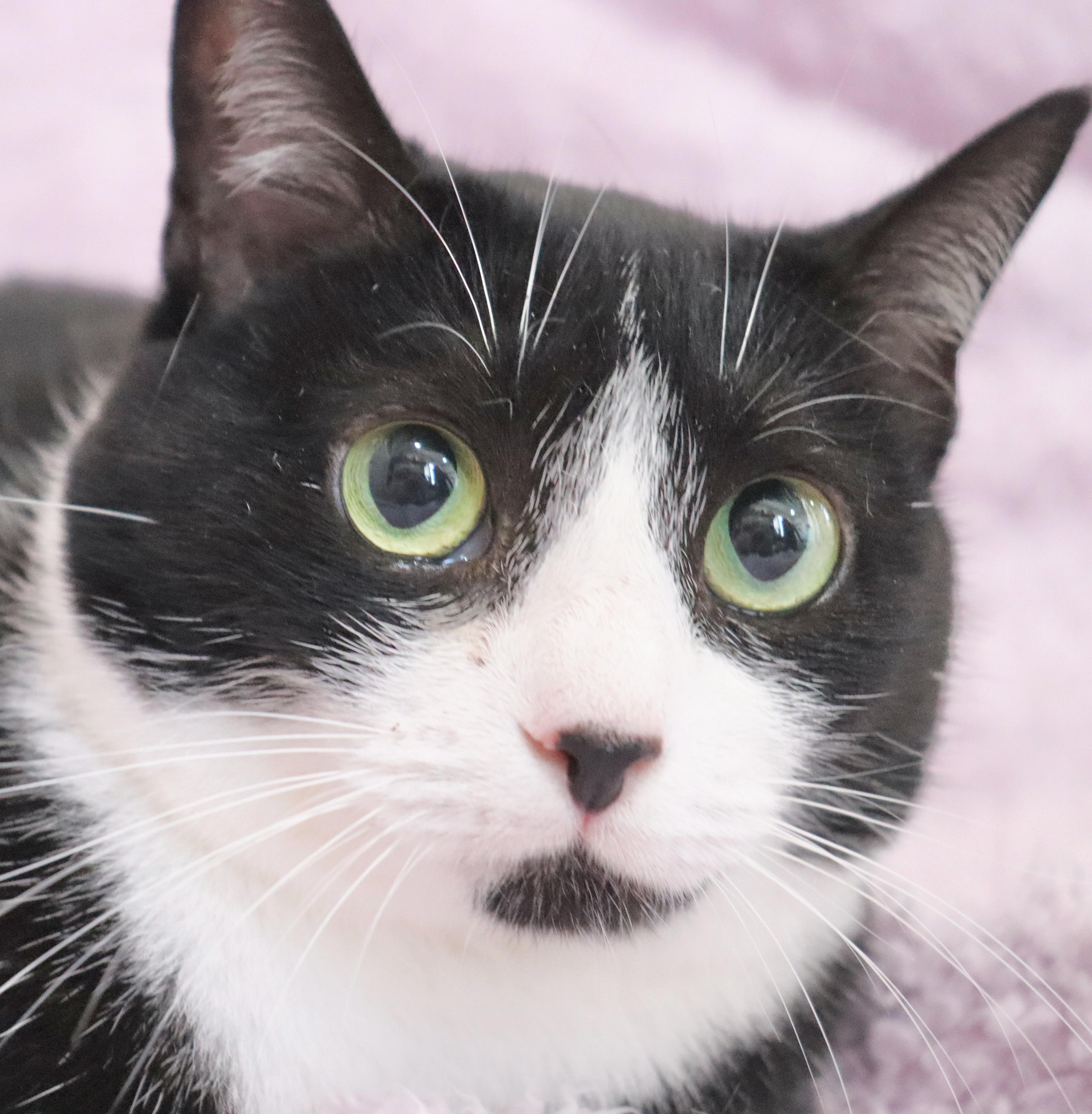 Enlarge Mamma Sparrow, a Adoptable mixed breed in Saint Augustine, FL image 5/5