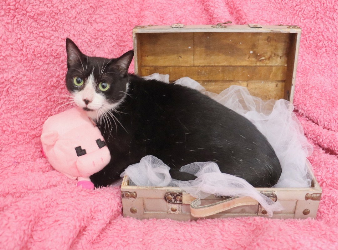 Enlarge Mamma Sparrow, a Adoptable mixed breed in Saint Augustine, FL image 3/4