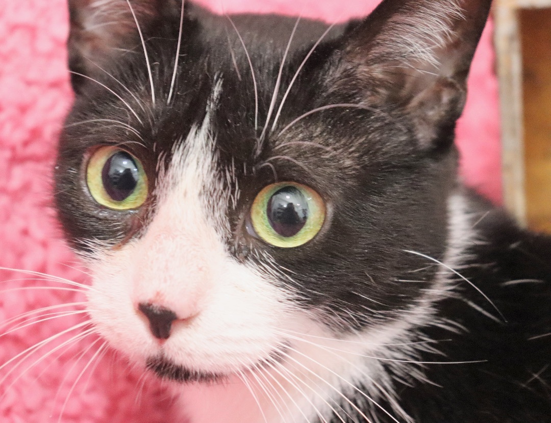 Enlarge Mamma Sparrow, a Adoptable mixed breed in Saint Augustine, FL image 4/4