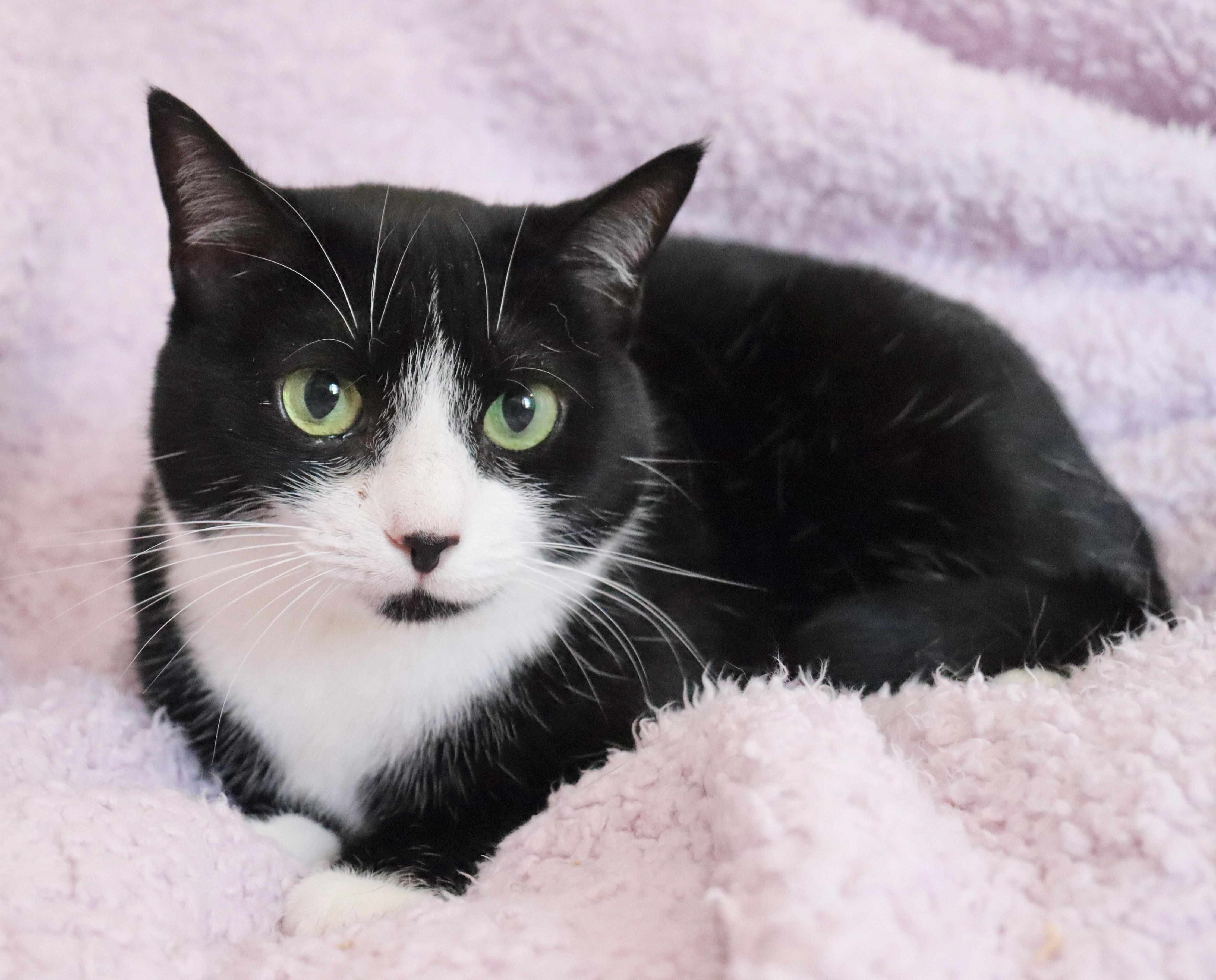 Mamma Sparrow, Adoptable, Young Female Tuxedo.