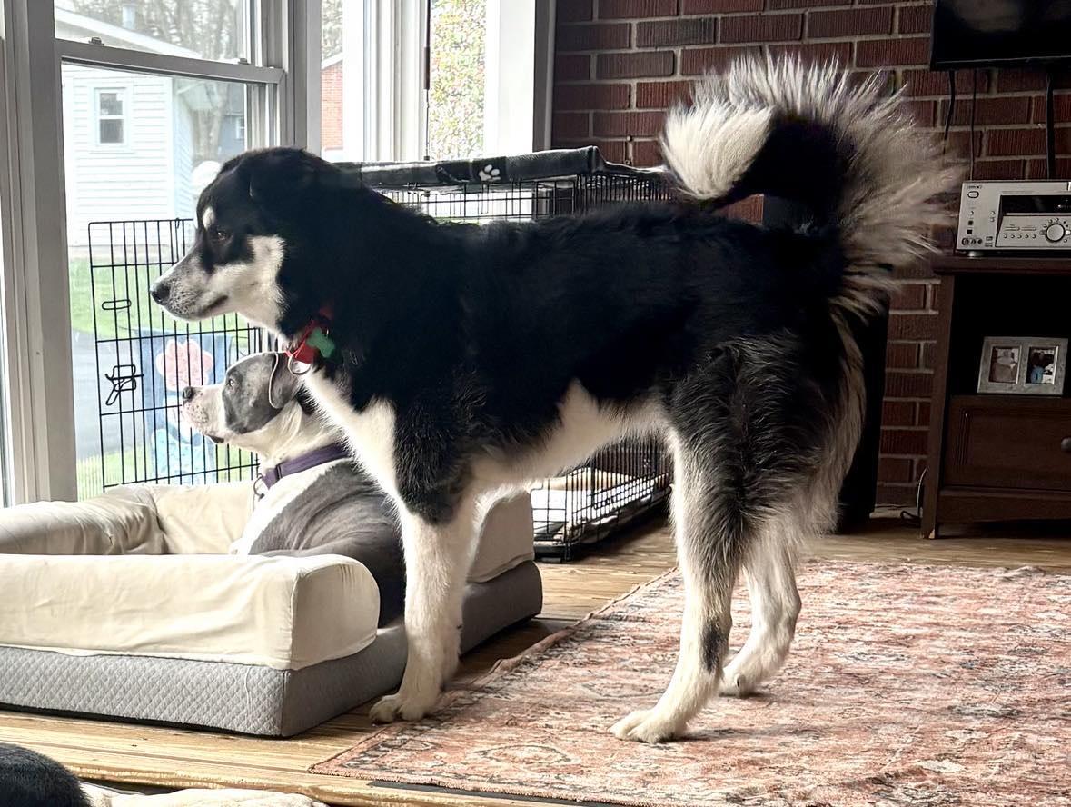 KOBE**, Adopted, Young Male Siberian Husky & Bernese Mountain Dog.