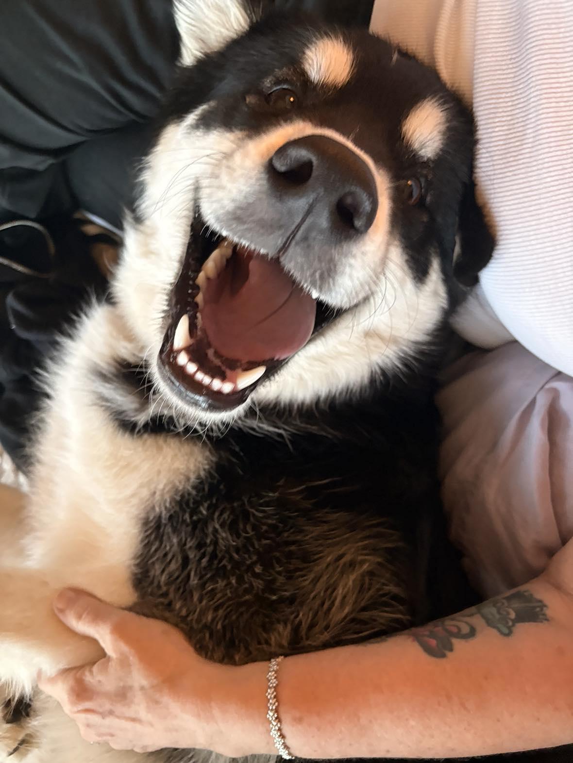 KOBE**, a Adopted mixed breed in McDonald, OH image 5/5