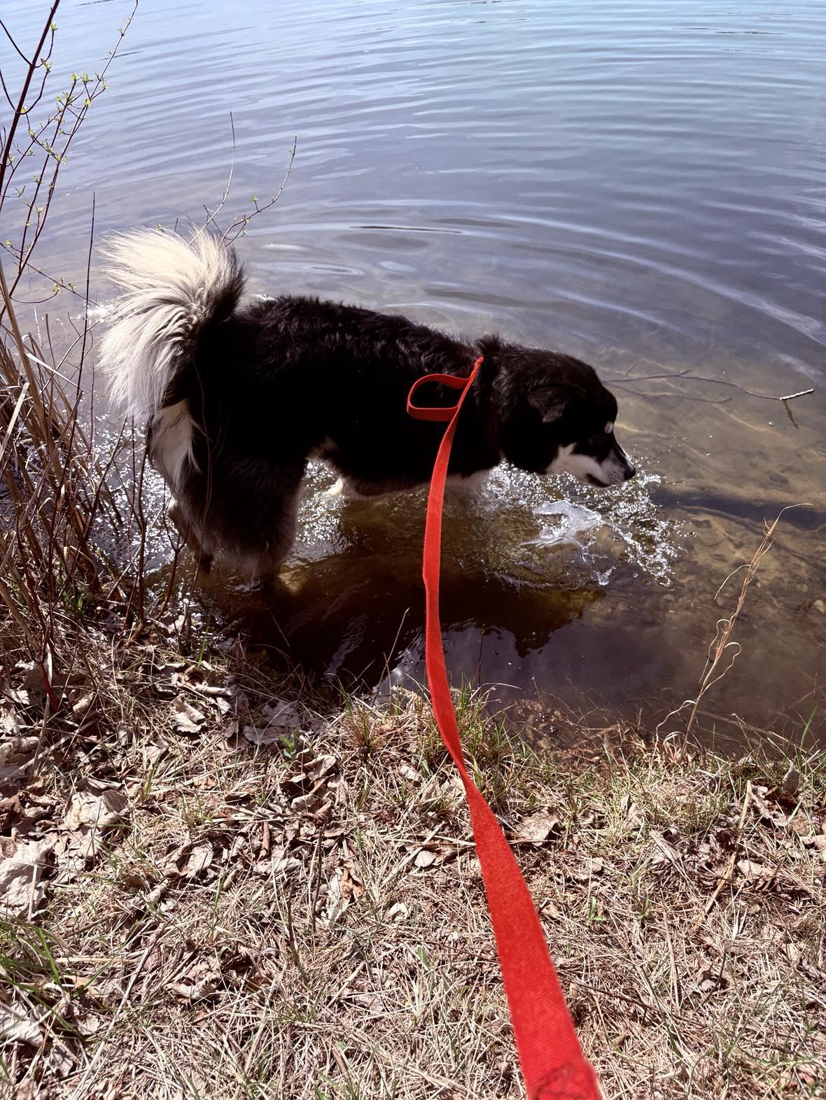 KOBE**, a Adopted mixed breed in McDonald, OH image 2/5