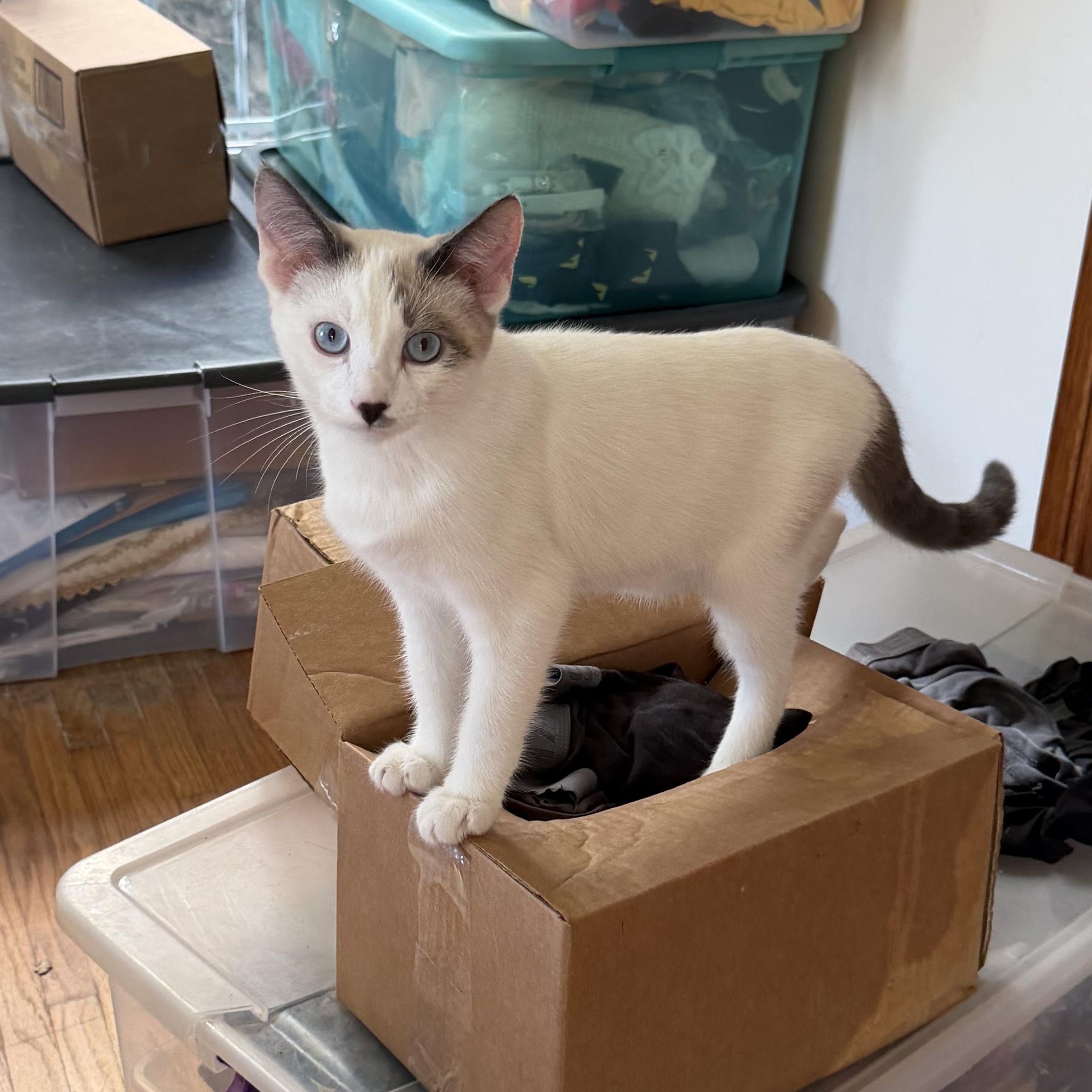 Enlarge Tucker, a Adoptable Domestic Short Hair in Los Angeles, CA image 5/6