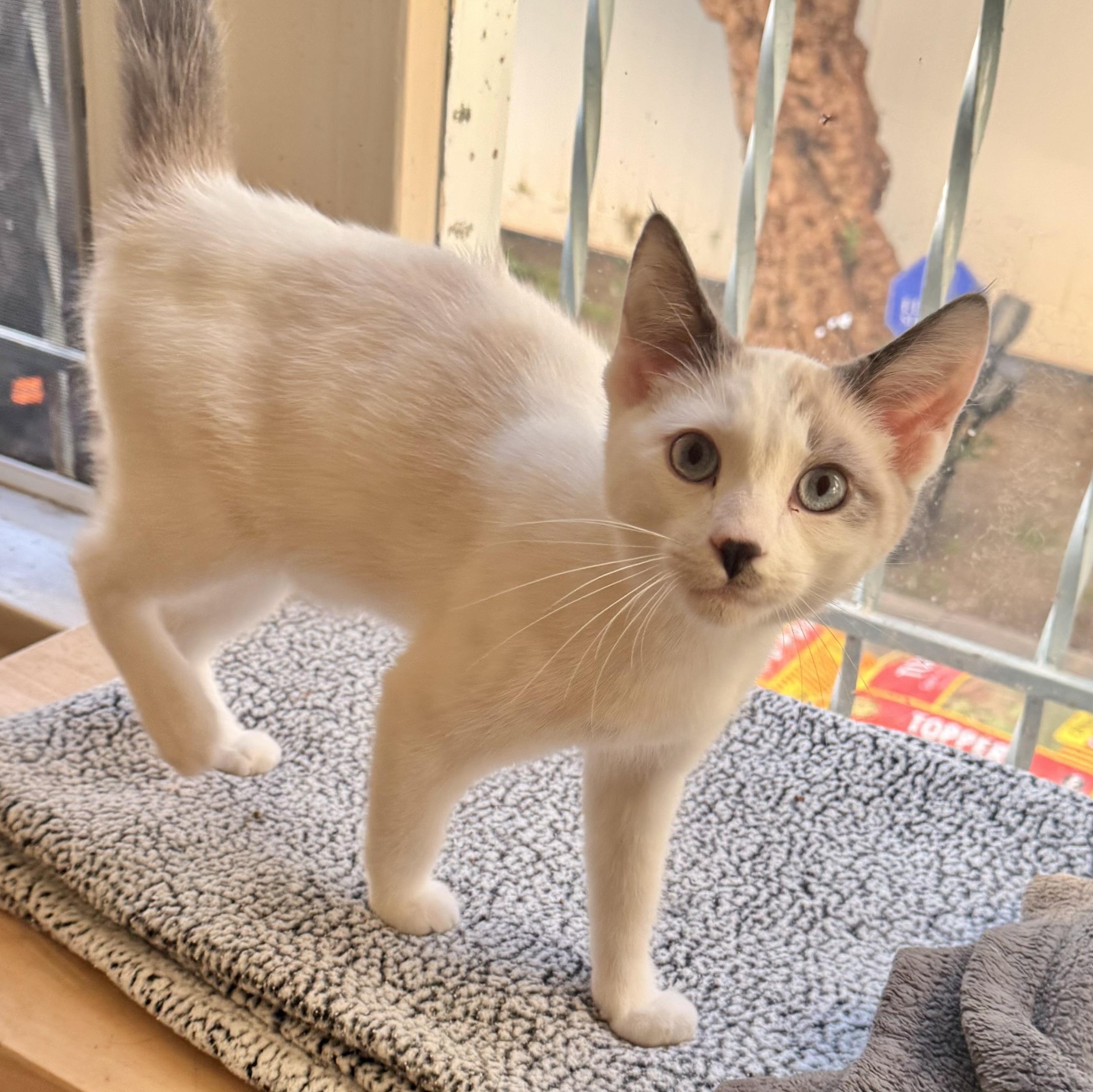 Enlarge Tucker, a Adoptable Domestic Short Hair in Los Angeles, CA image 3/6