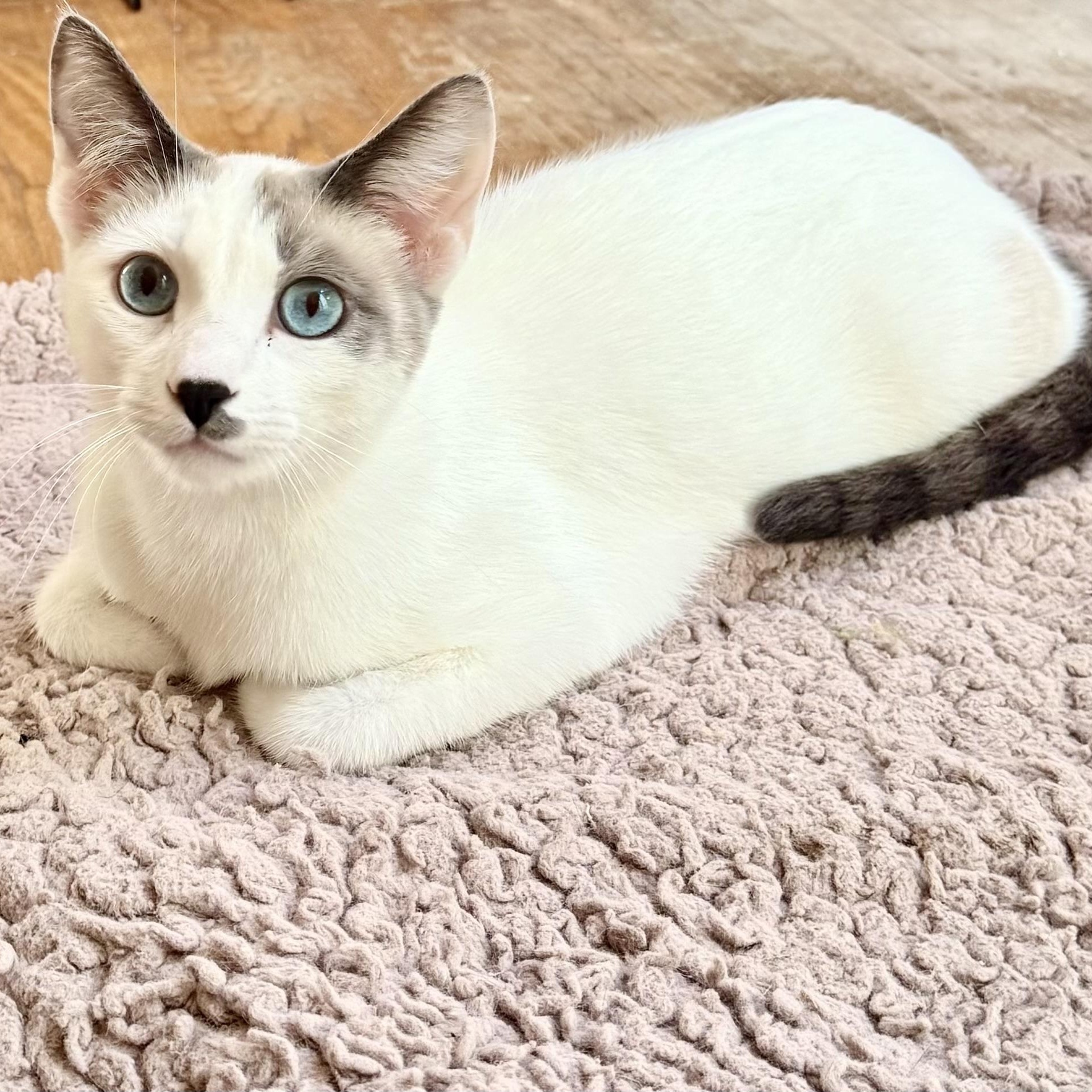 Enlarge Tucker, a Adoptable Domestic Short Hair in Los Angeles, CA image 1/6