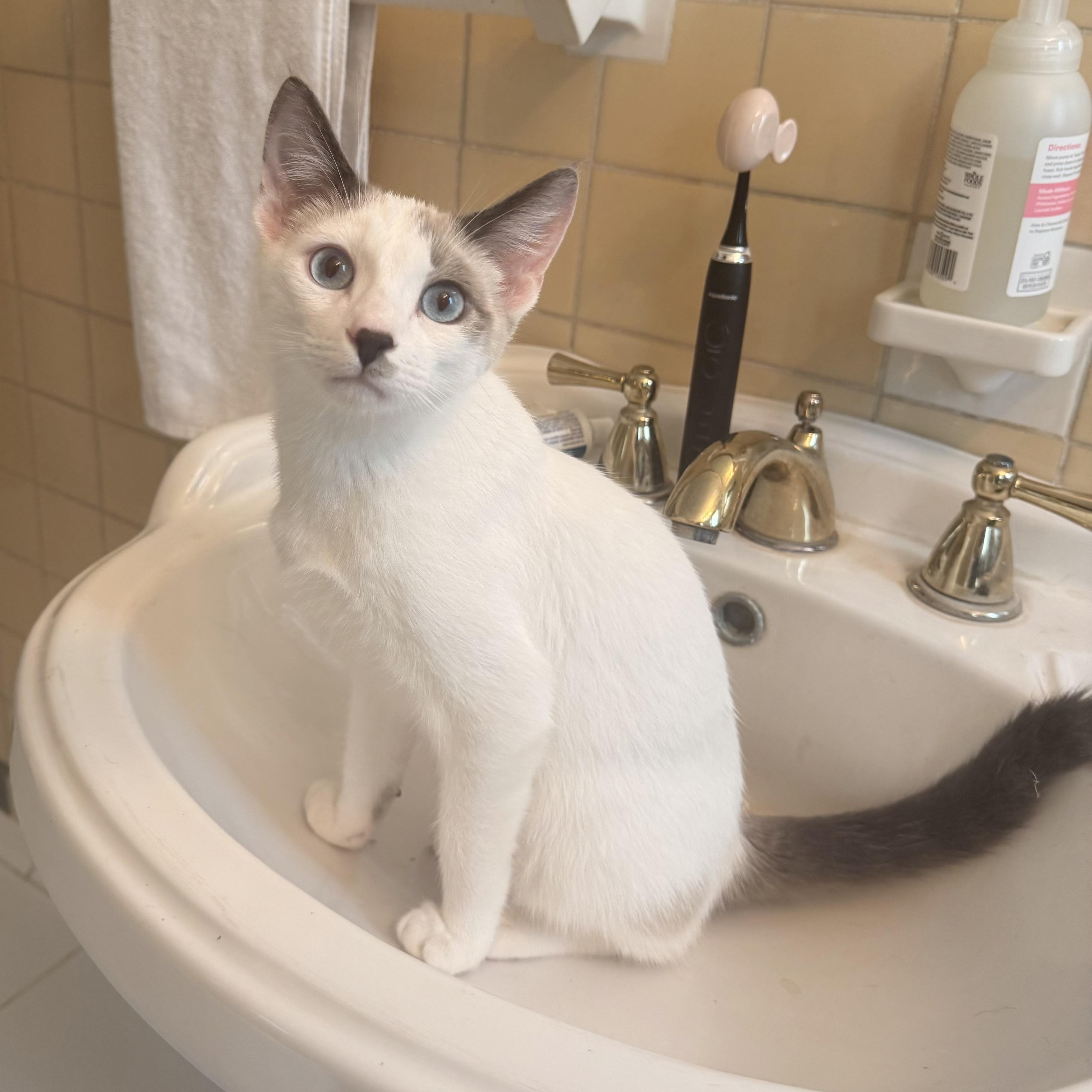 Enlarge Tucker, a Adoptable Domestic Short Hair in Los Angeles, CA image 2/6