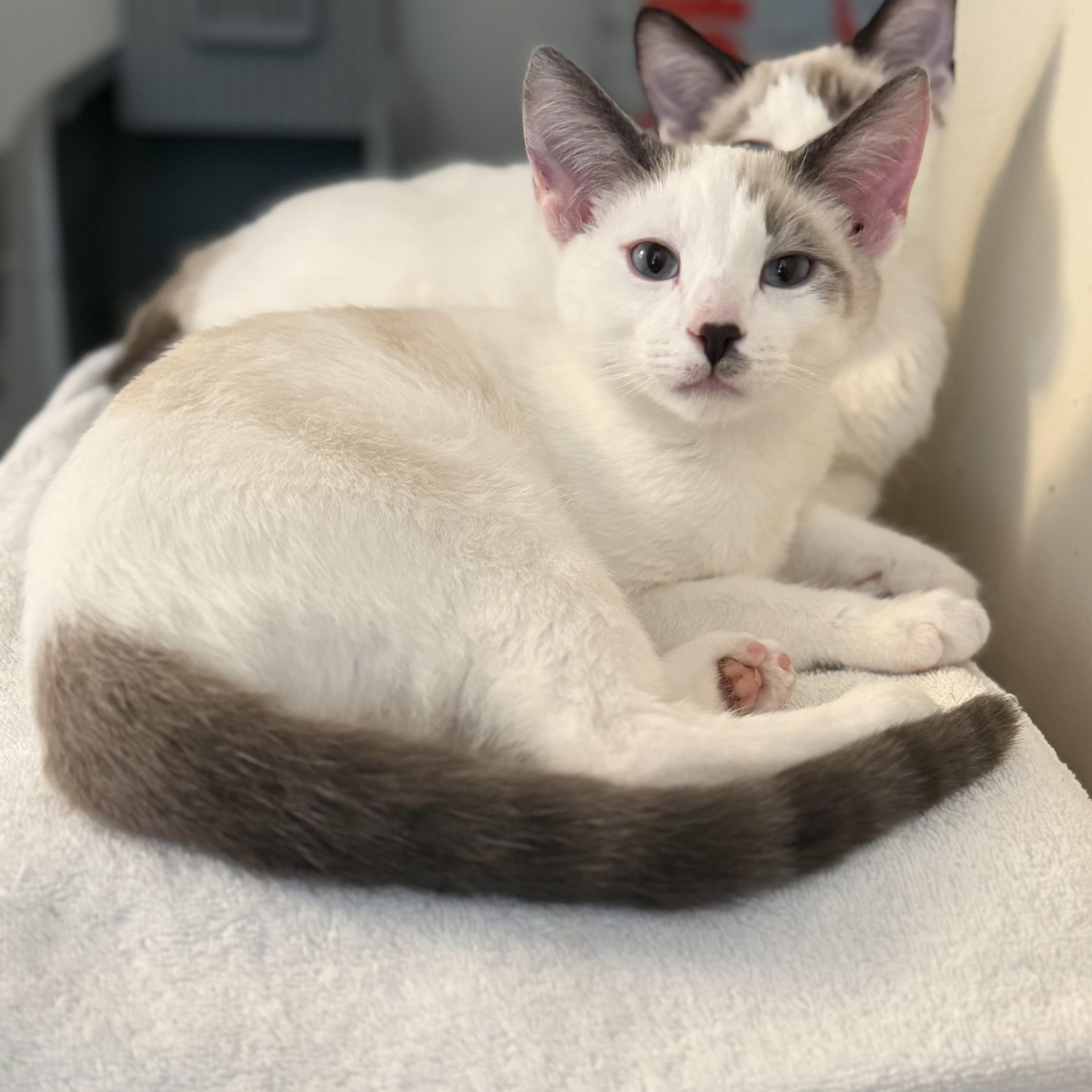 Enlarge Tucker, a Adoptable Domestic Short Hair in Los Angeles, CA image 4/6