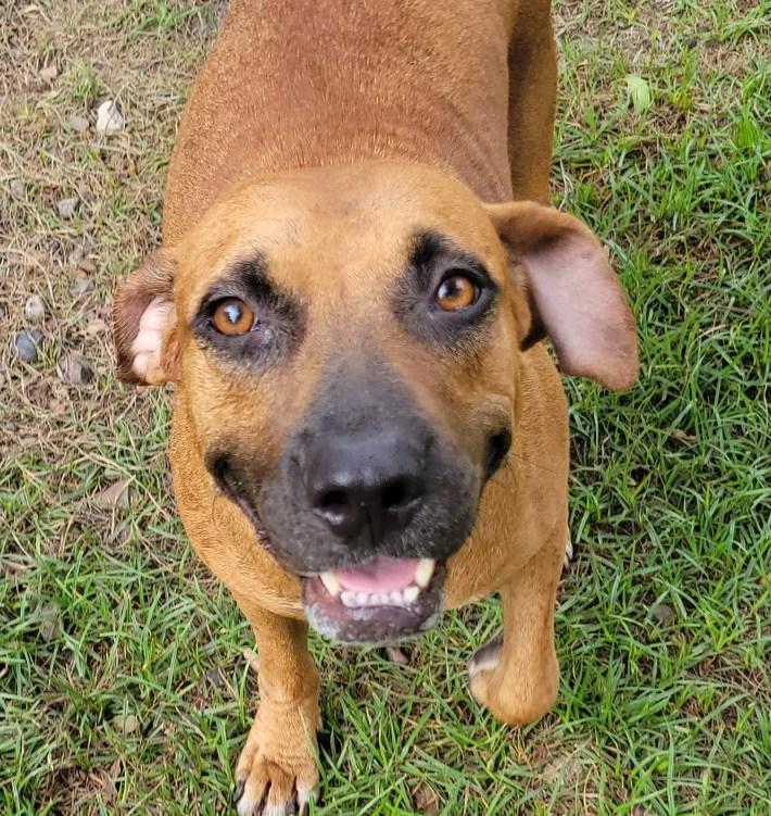 Enlarge Addie, a Adoptable mixed breed in Bradford, ON image 1/5