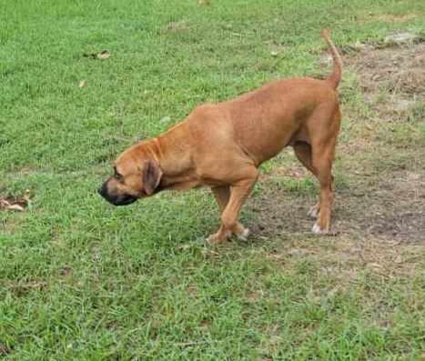 Enlarge Addie, a Adoptable mixed breed in Bradford, ON image 2/5