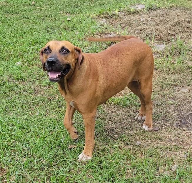 Enlarge Addie, a Adoptable mixed breed in Bradford, ON image 5/5