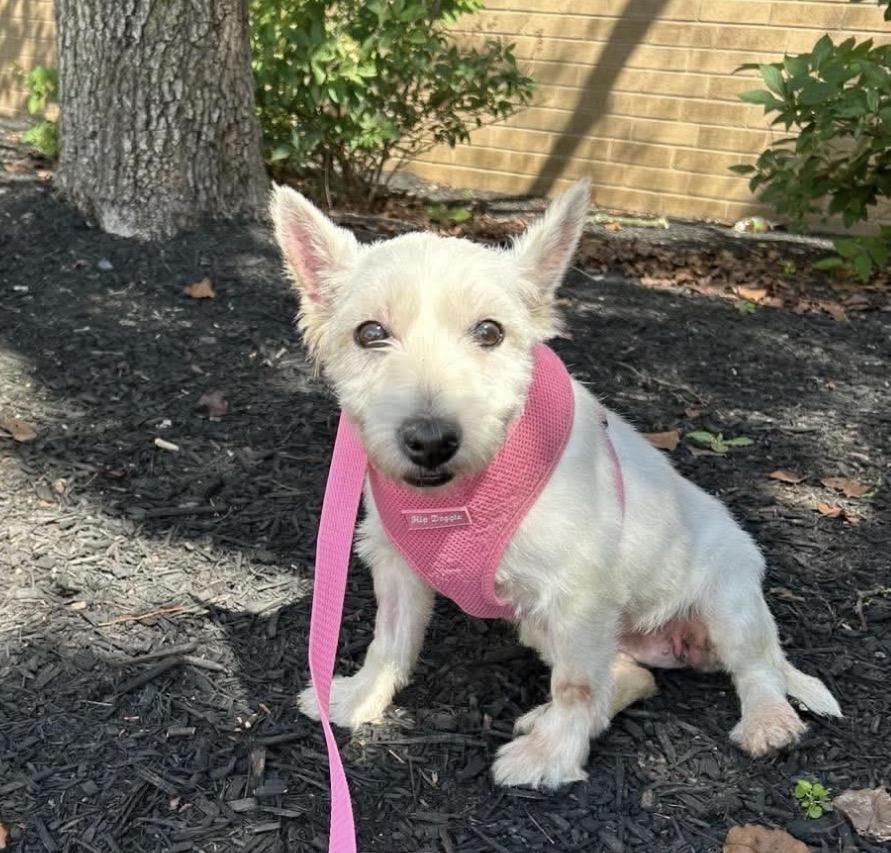 Tess, Adoptable, Adult Female West Highland White Terrier / Westie.