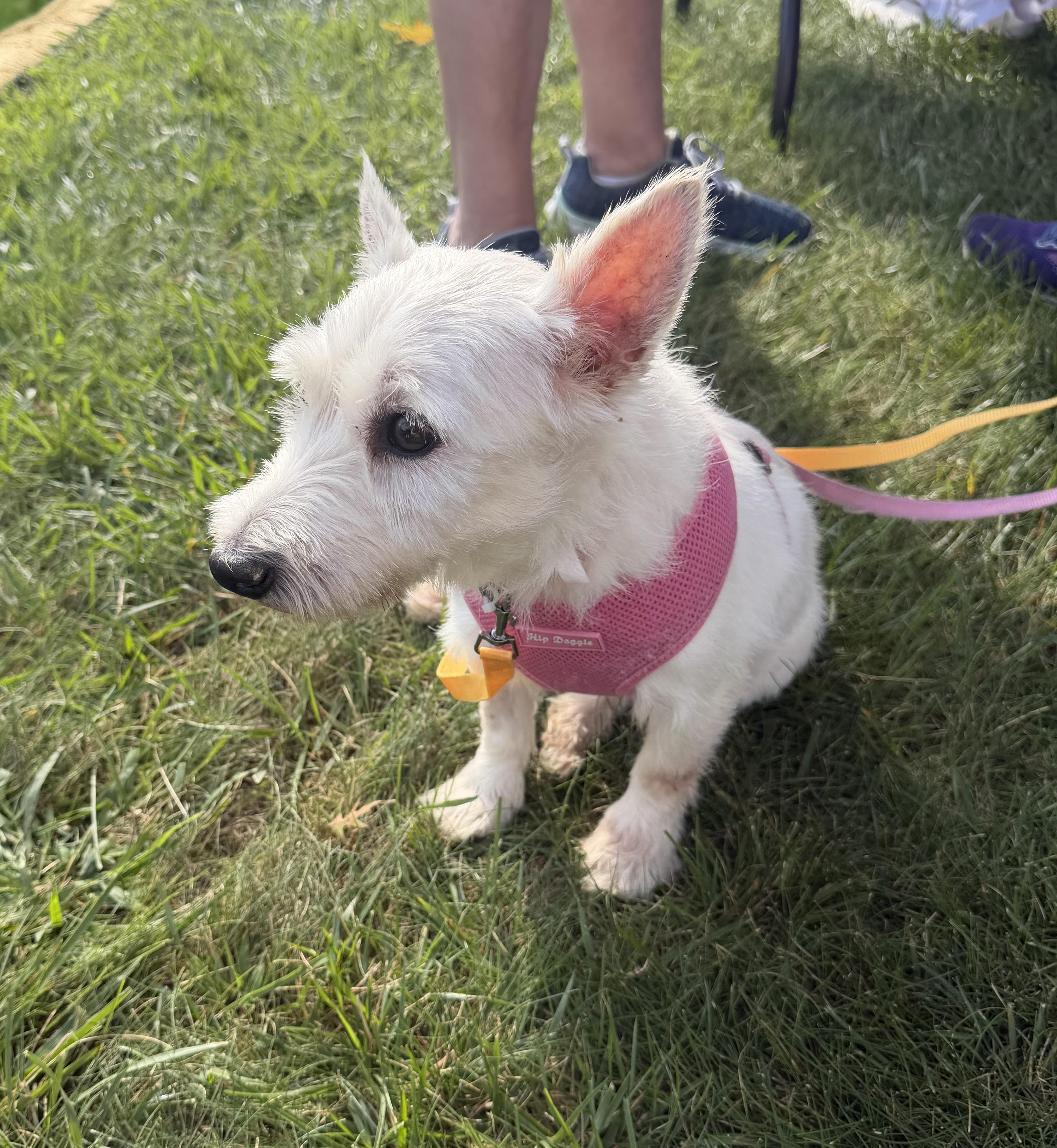 Enlarge Tess, a Adoptable West Highland White Terrier / Westie in Havertown, PA image 2/3