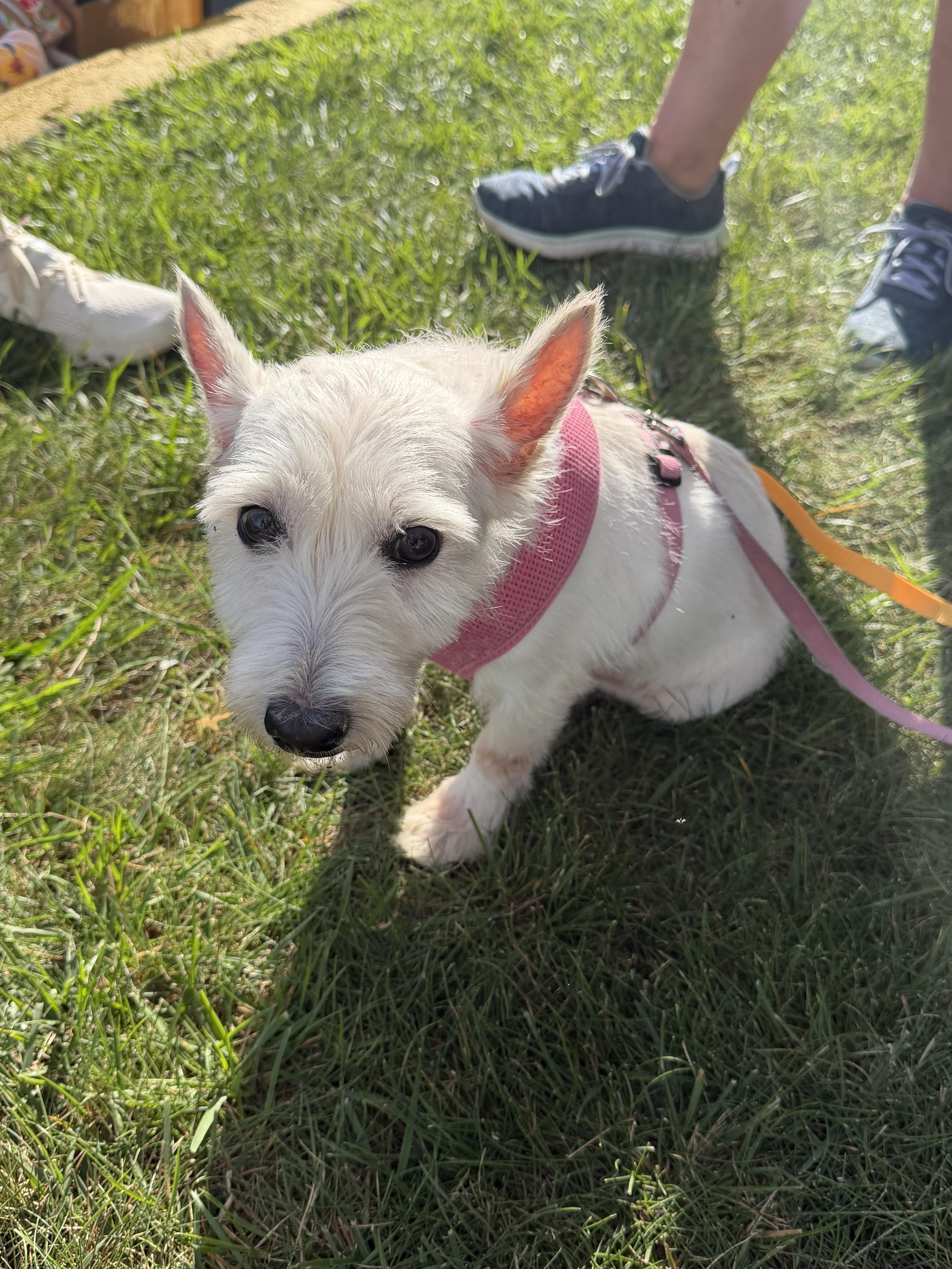 Enlarge Tess, a Adoptable West Highland White Terrier / Westie in Havertown, PA image 3/3