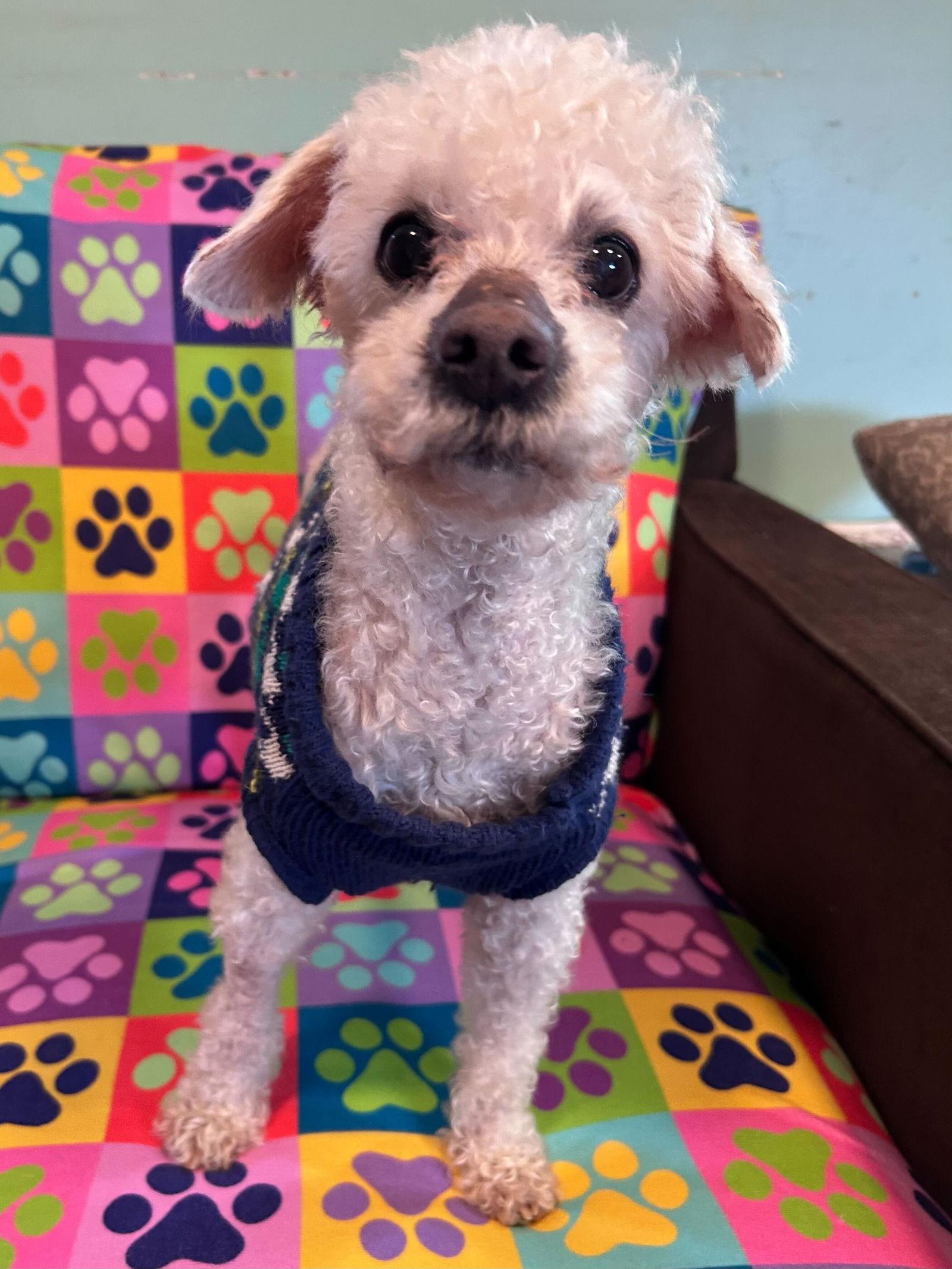 Jacy Jan 26, Adoptable, Adult Male Poodle.