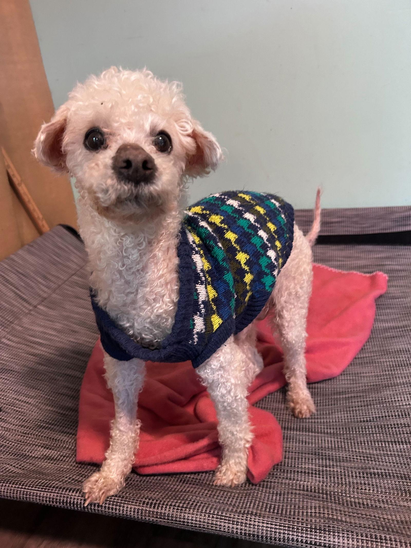 Jacy Jan 26, a Adoptable Poodle in Pacolet, SC image 2/3