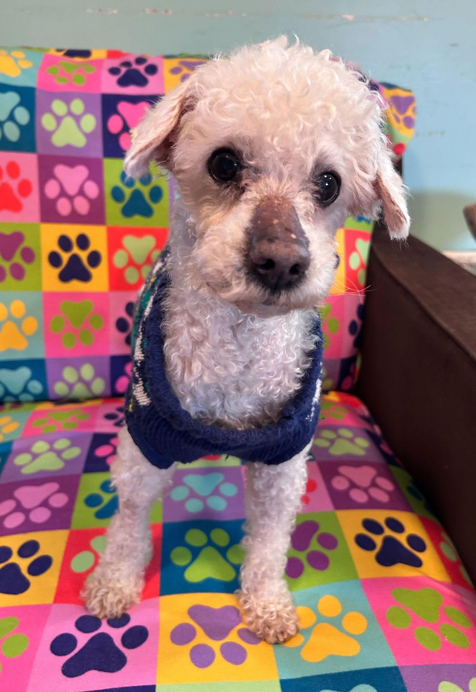 Jacy Jan 26, a Adoptable Poodle in Pacolet, SC image 3/3