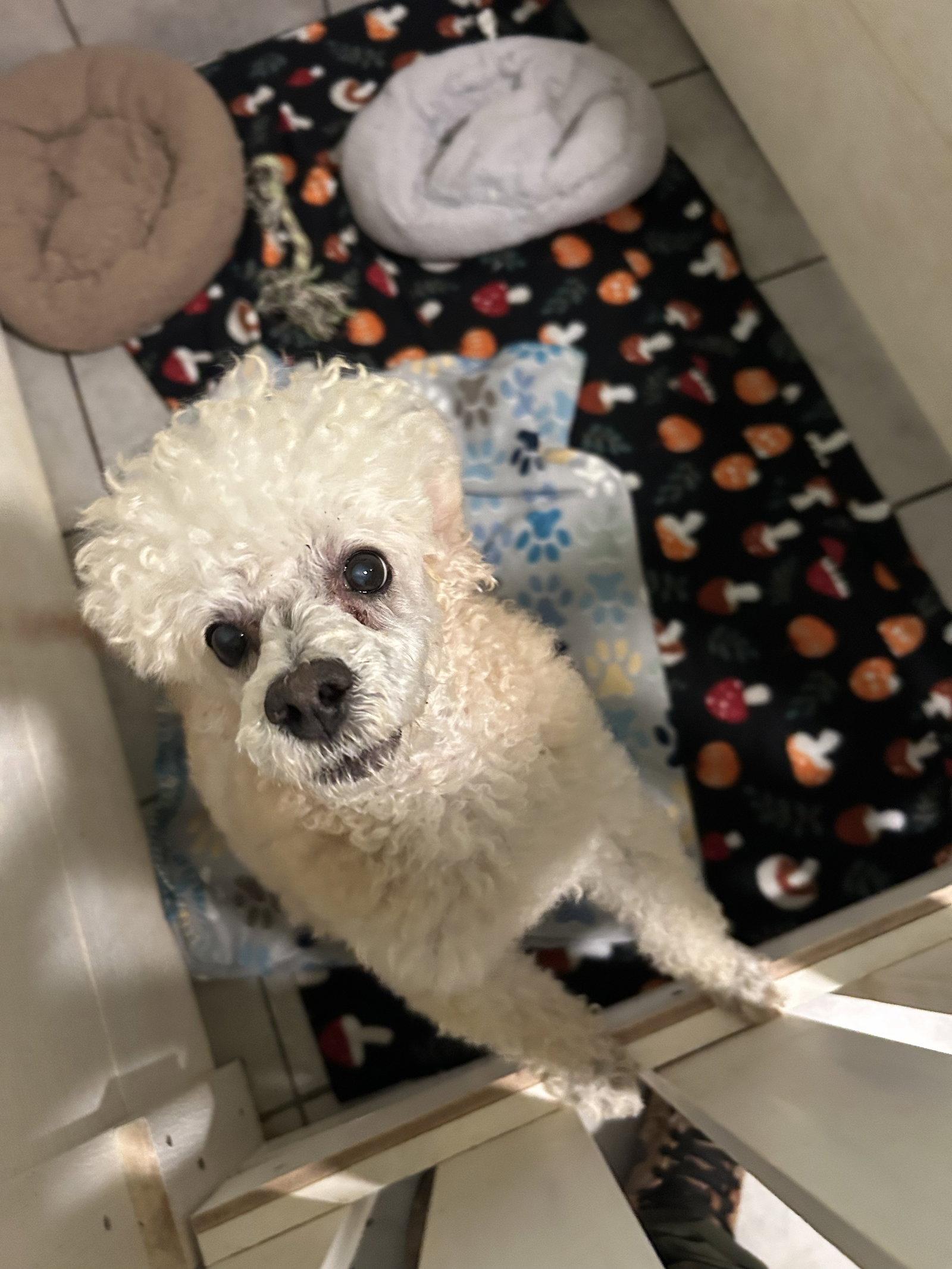 Enlarge Jacy Jan 26, a Adoptable Poodle in Pacolet, SC image 2/3