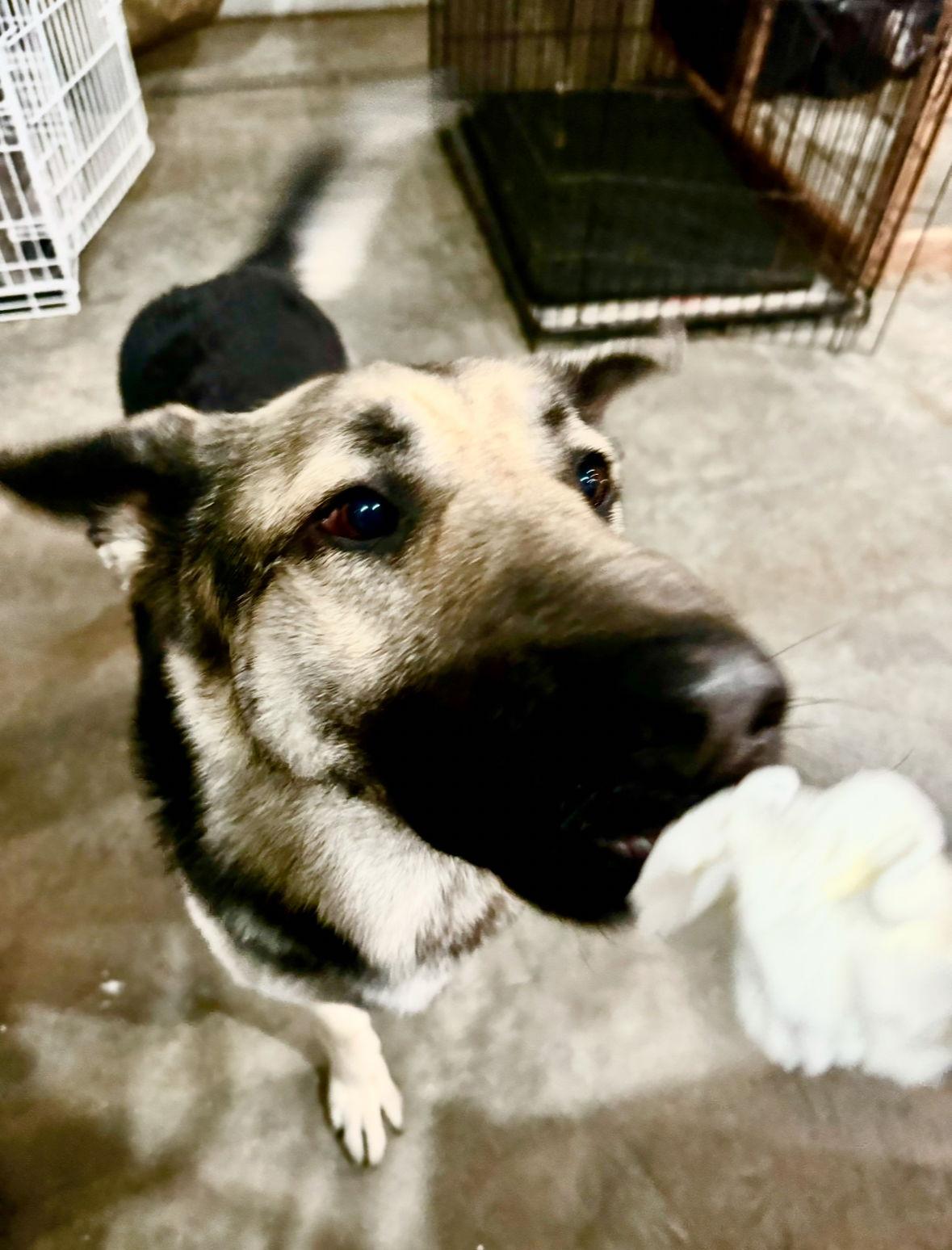 Monty, a Adopted German Shepherd Dog in Hugo, MN image 1/3
