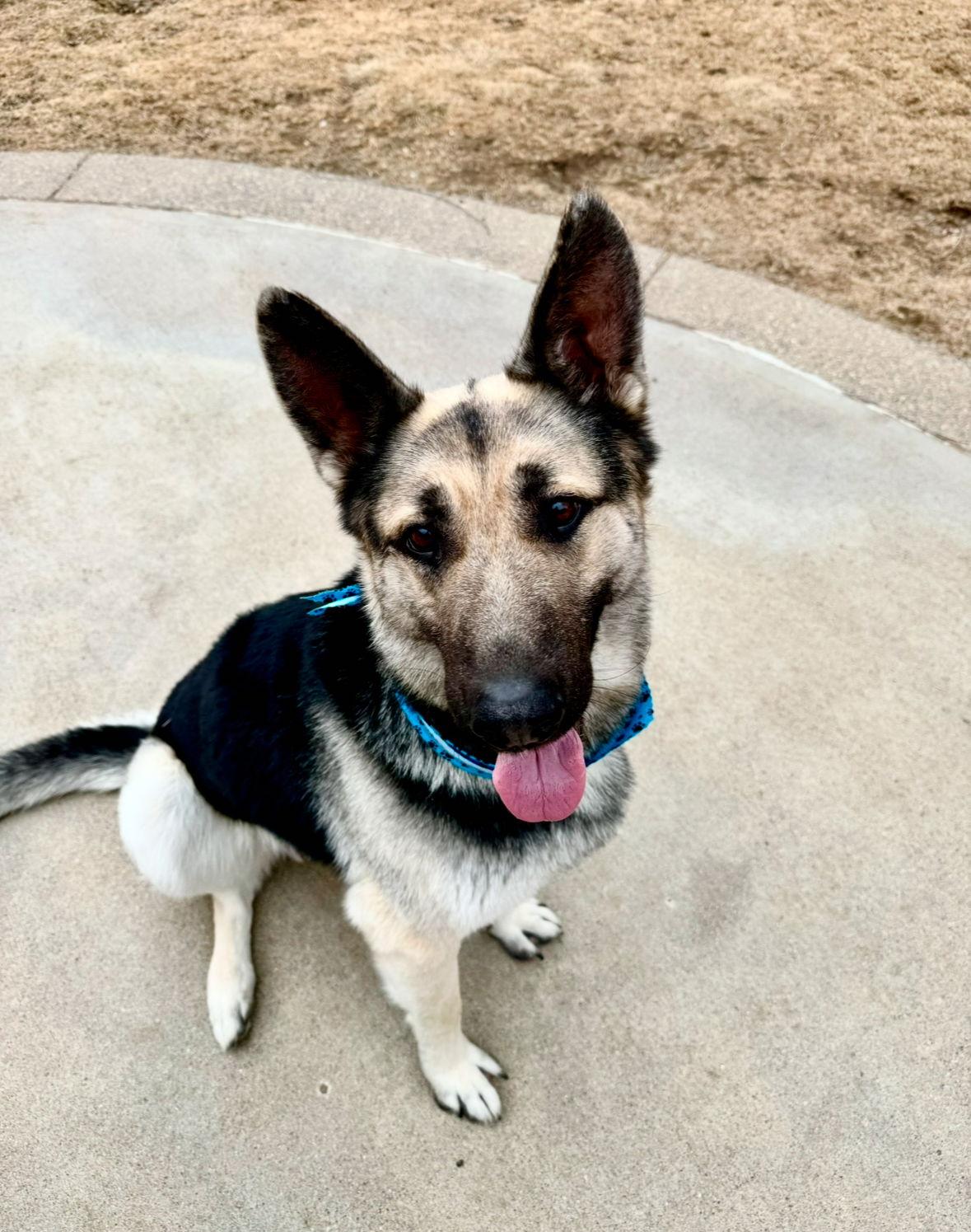 Monty, a Adopted German Shepherd Dog in Hugo, MN image 2/3