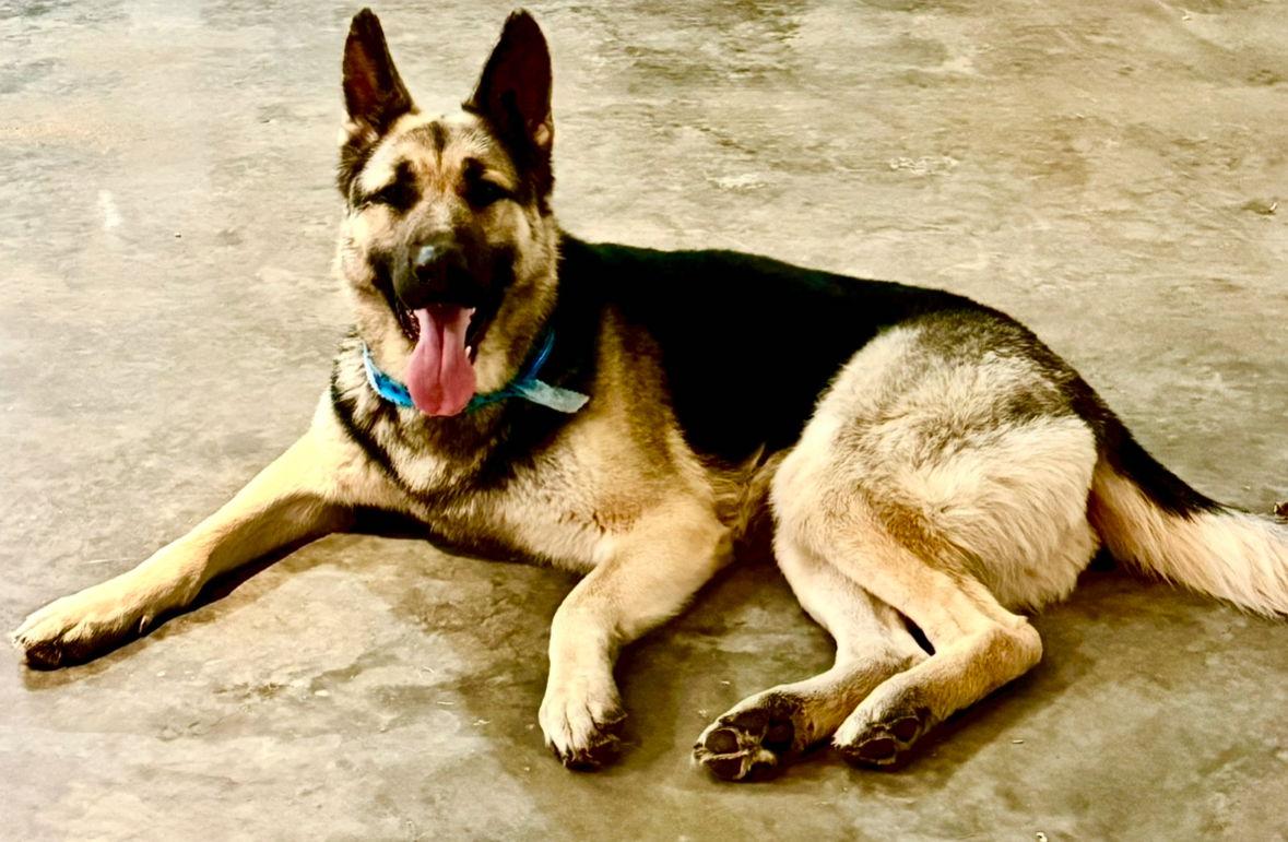 Monty, a Adopted German Shepherd Dog in Hugo, MN image 3/3