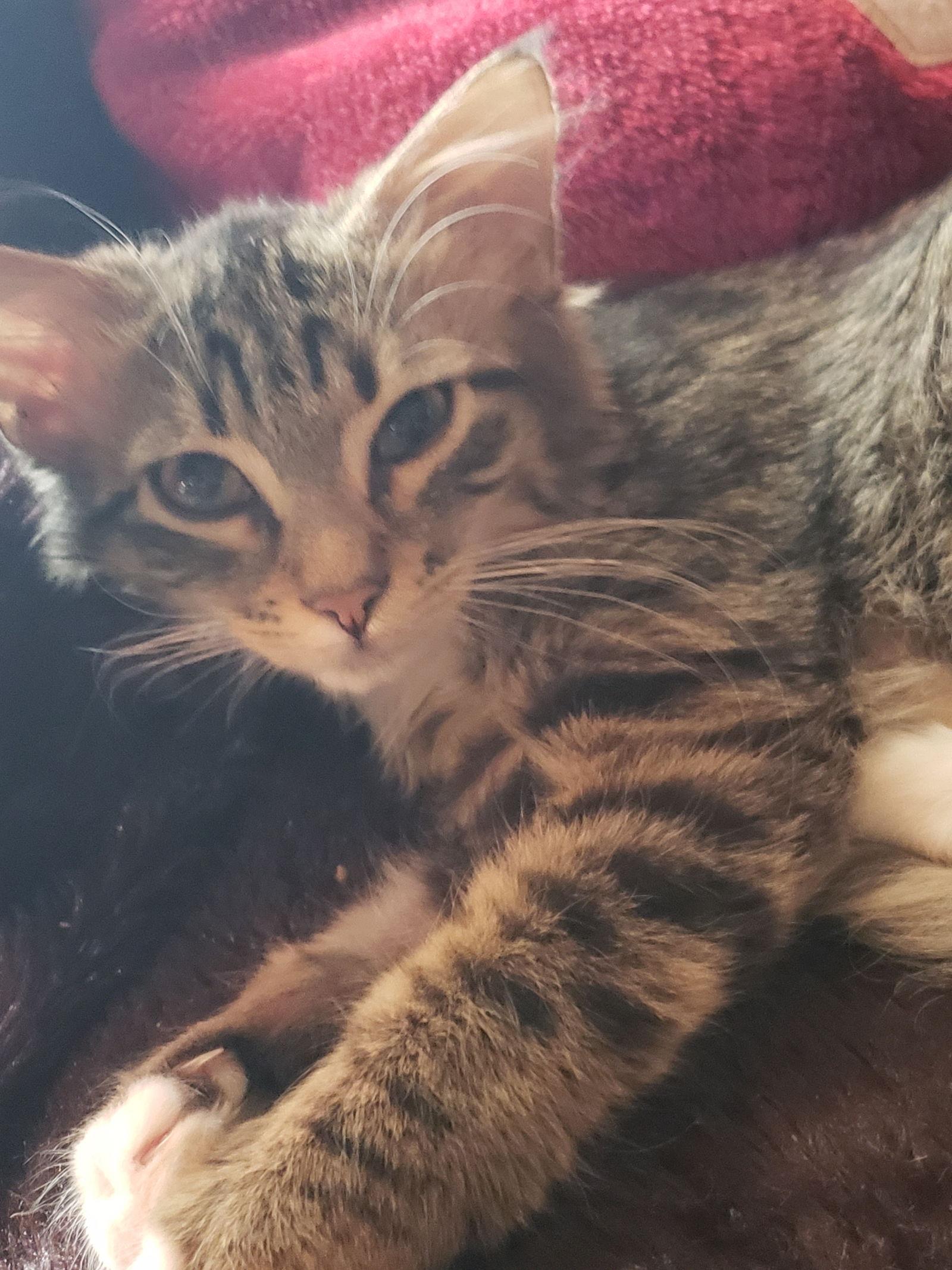 Higgins, Adoptable, Young Male Tabby & Domestic Medium Hair.