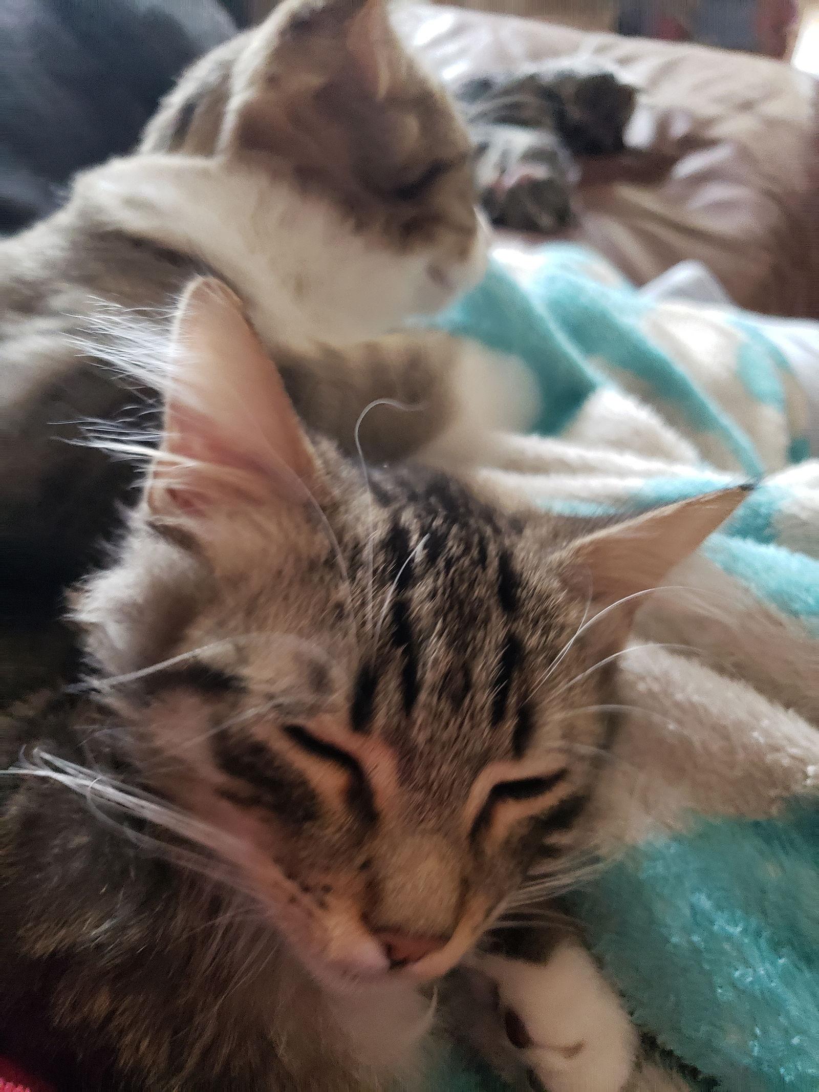 Higgins, a Adoptable mixed breed in Irving, TX image 2/2