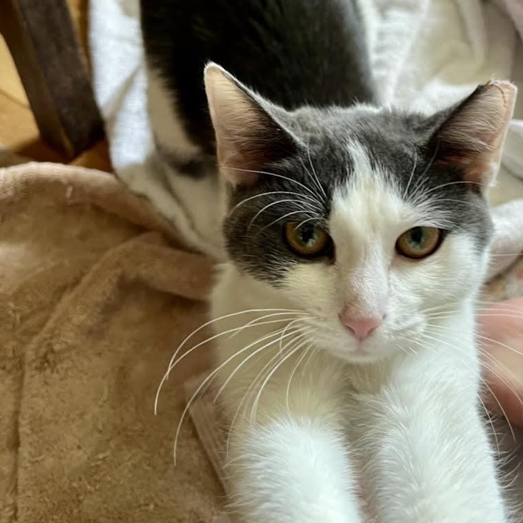 Enlarge Lolavie, an adopted mixed breed in CHICAGO, IL image 2/4