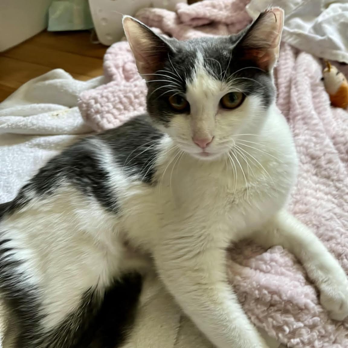 Lolavie, adopted, Kitten Female Domestic Short Hair.