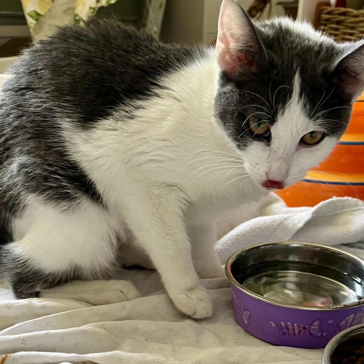 Enlarge Lolavie, an adopted mixed breed in CHICAGO, IL image 4/4