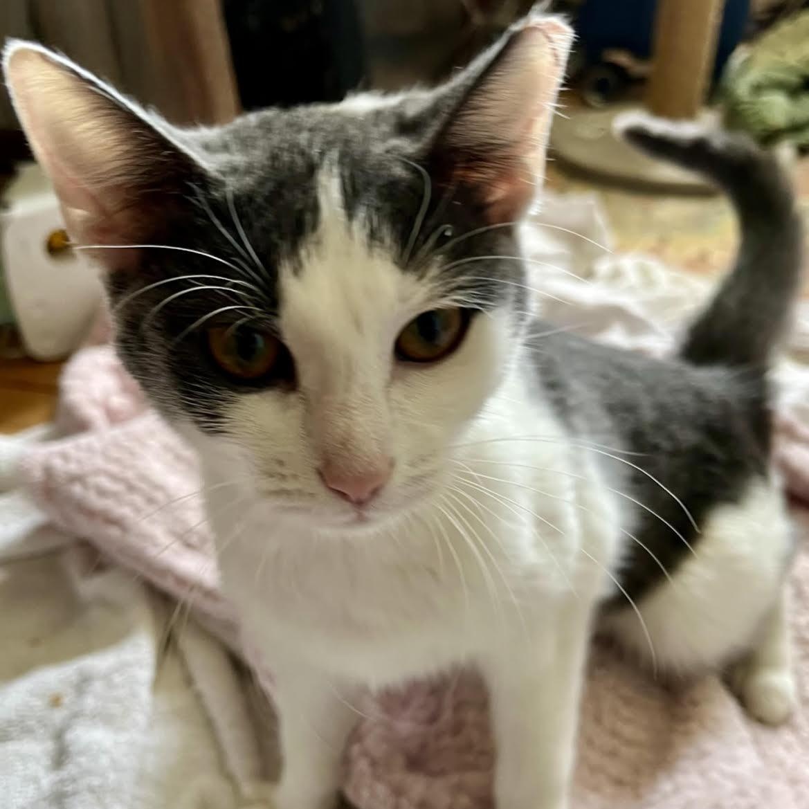 Enlarge Lolavie, an adopted mixed breed in CHICAGO, IL image 3/4