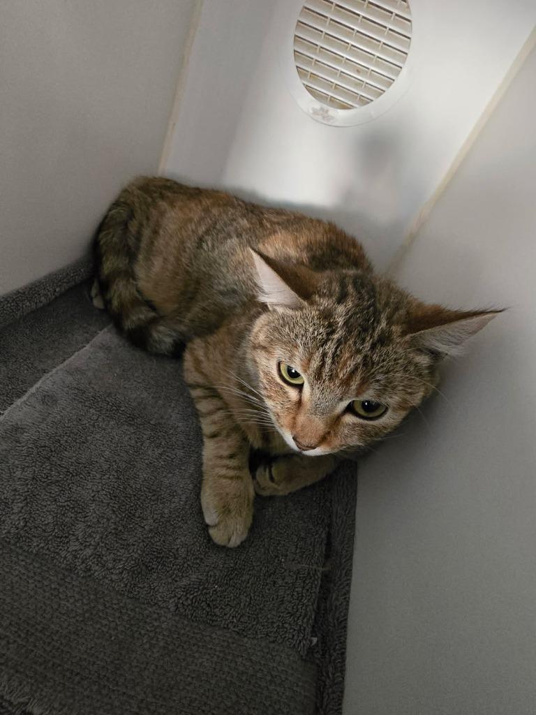 Cinnamon, Adoptable, Kitten Female Domestic Short Hair.