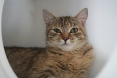 Enlarge Cinnamon, a Adoptable mixed breed in Coachella, CA image 2/4