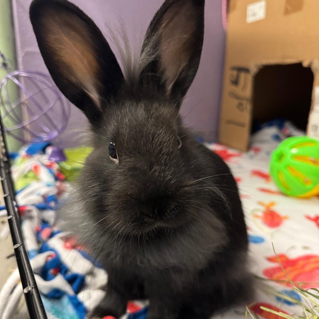 Enlarge Barnaby, a Adoptable American in Providence, RI image 2/6