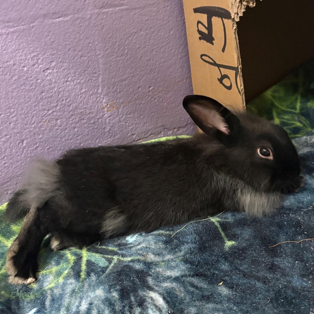 Enlarge Barnaby, a Adoptable American in Providence, RI image 3/6