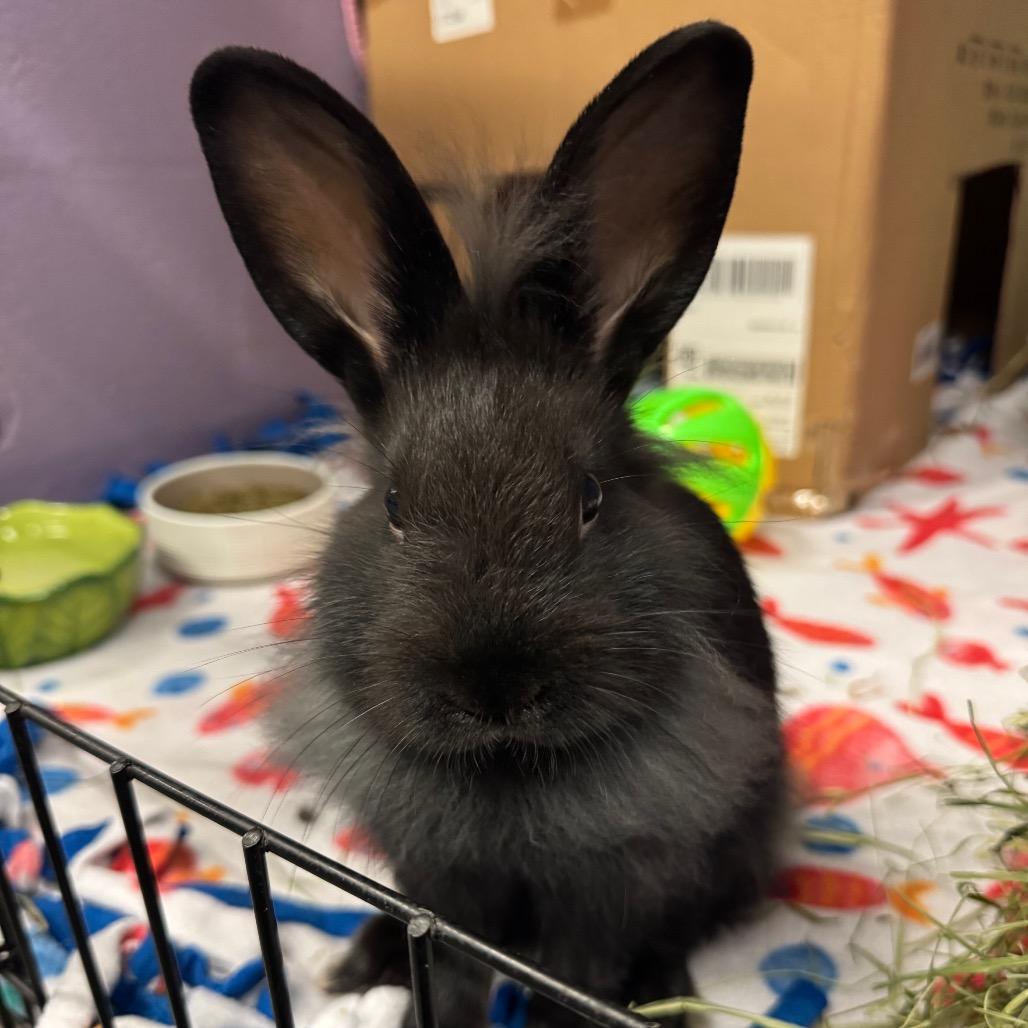 Enlarge Barnaby, a Adoptable American in Providence, RI image 5/6