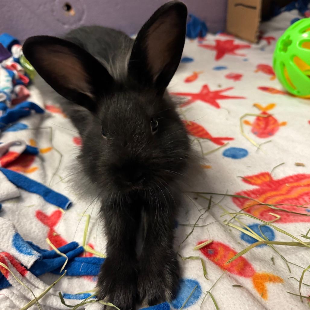 Enlarge Barnaby, a Adoptable American in Providence, RI image 6/6