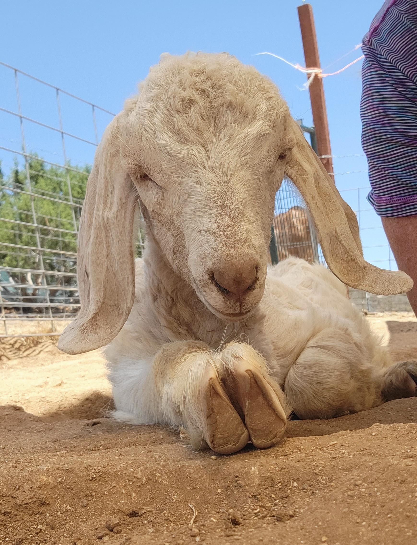 Lloyd, a Adopted mixed breed in Agua Dulce, CA image 1/2
