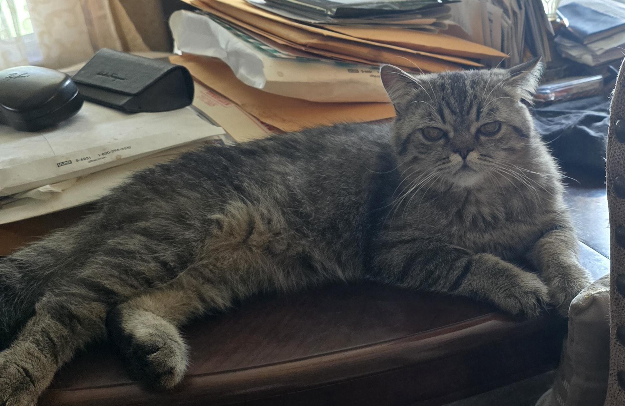 LOKI, an adopted British Shorthair in Indianapolis, IN image 1/5