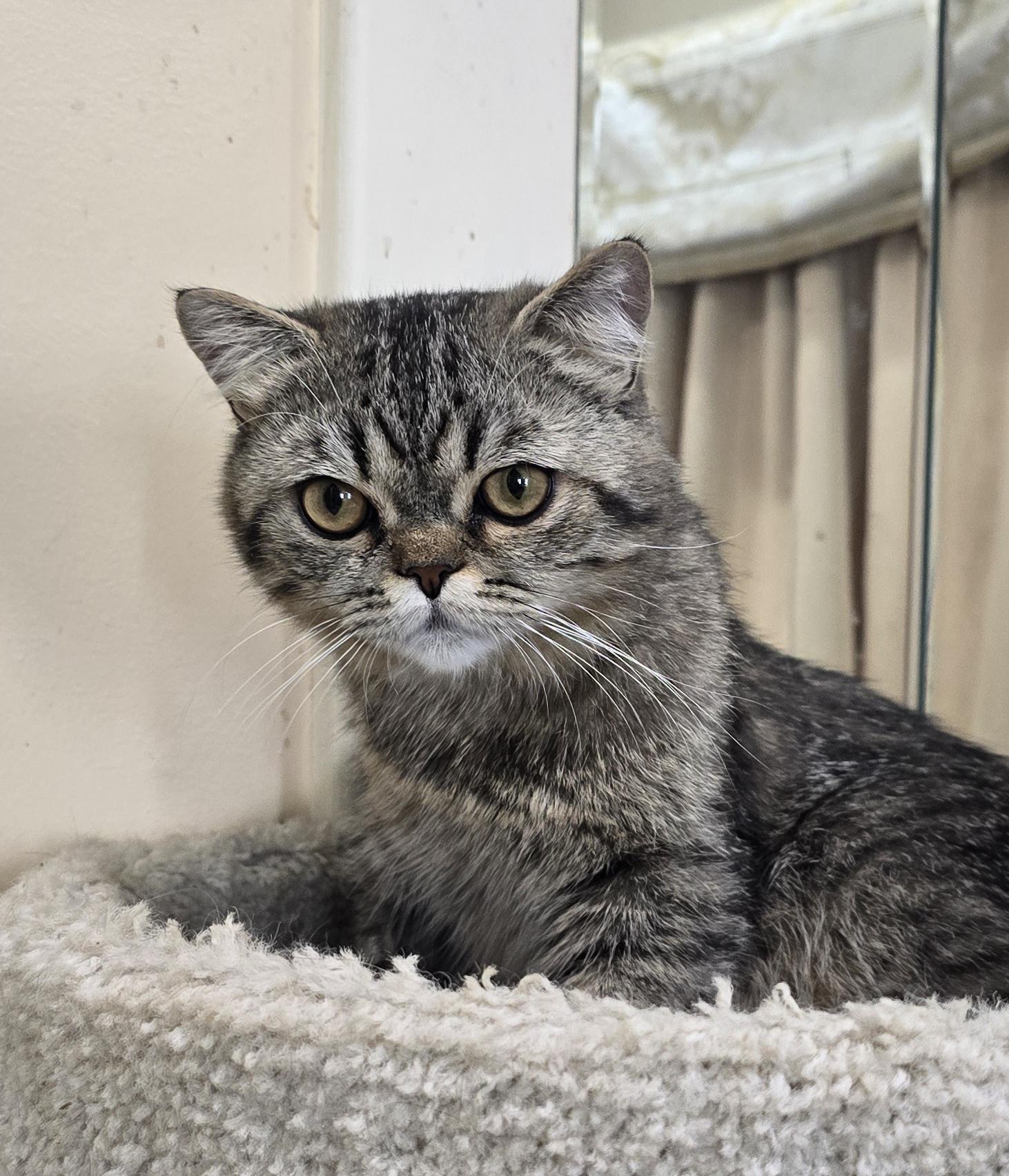 LOKI, an adopted British Shorthair in Indianapolis, IN image 2/5