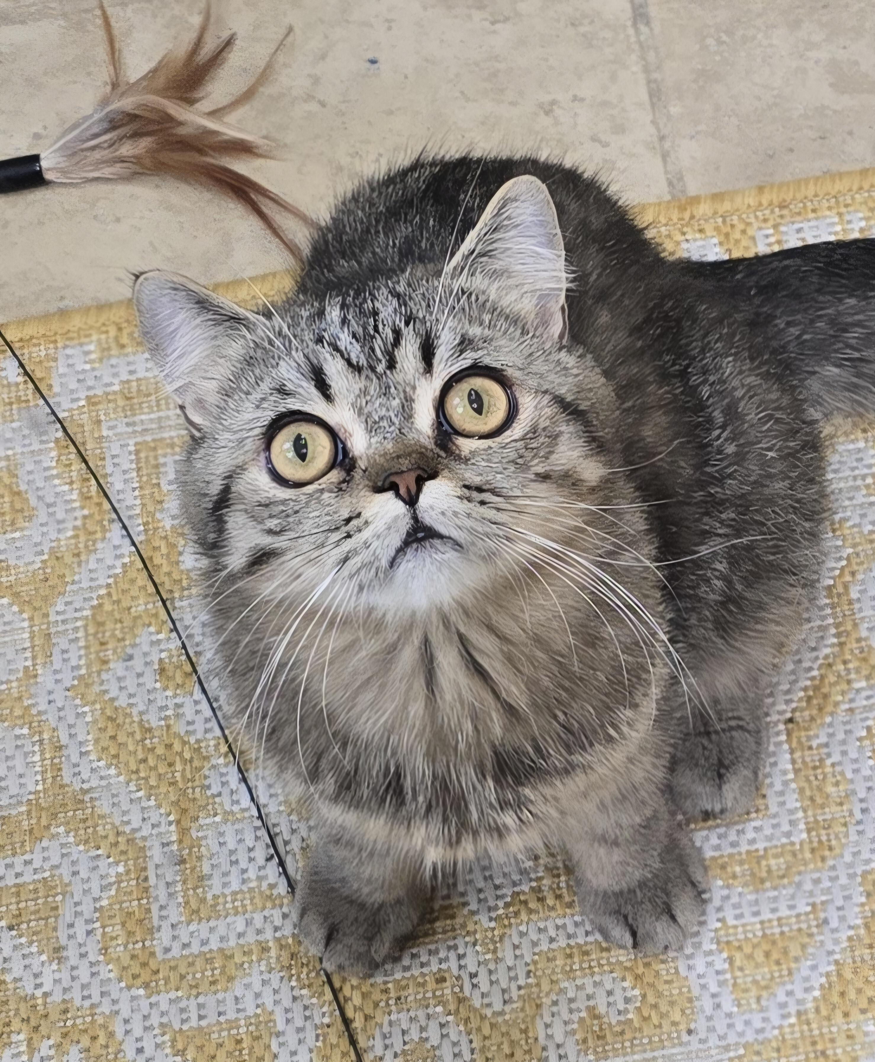 LOKI, an adopted British Shorthair in Indianapolis, IN image 5/5