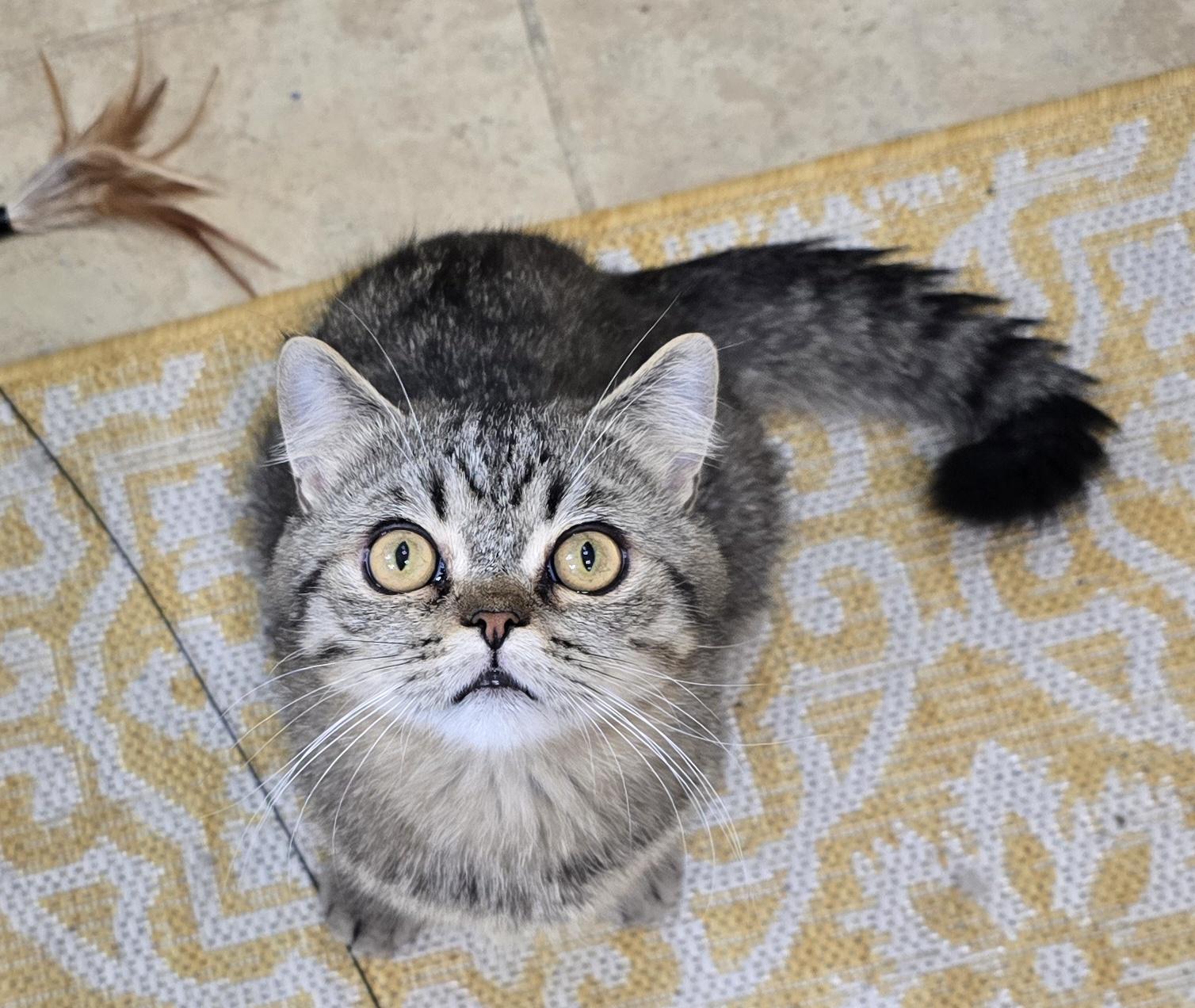 LOKI, an adopted British Shorthair in Indianapolis, IN image 4/5