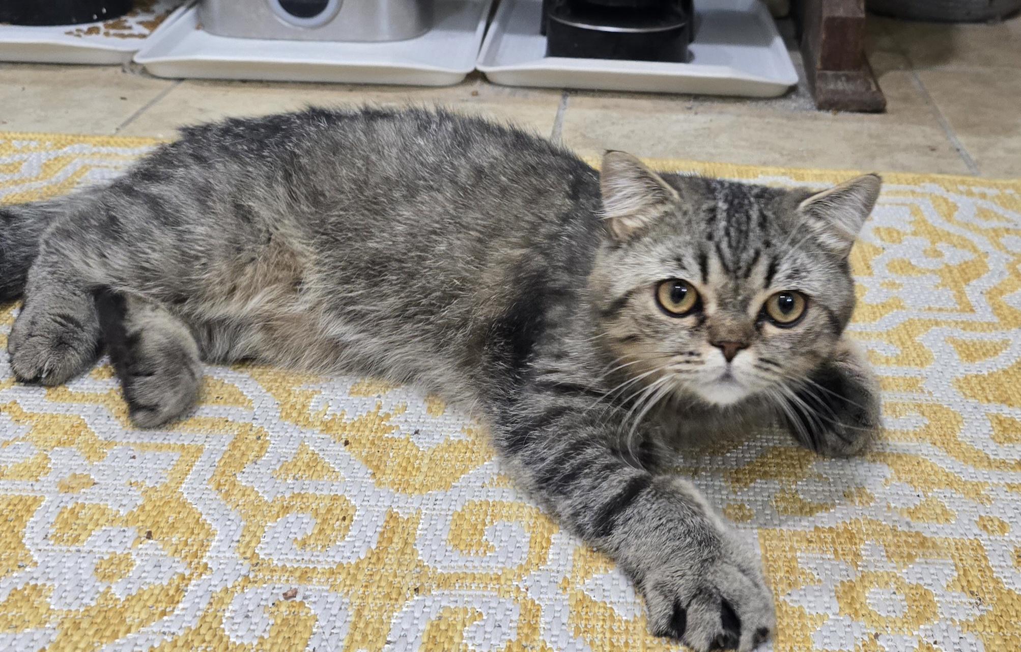 LOKI, an adopted British Shorthair in Indianapolis, IN image 3/5
