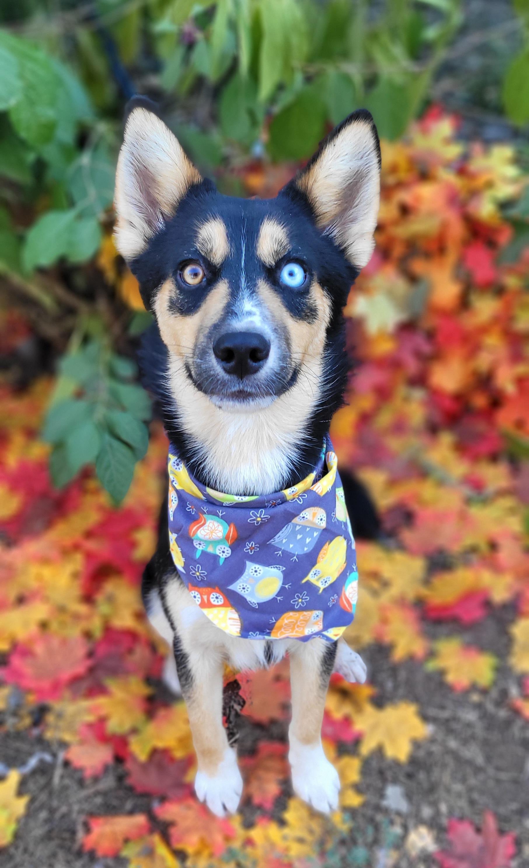 Enlarge Bandit, a Adoptable Pomsky in Vernon, TX image 2/5